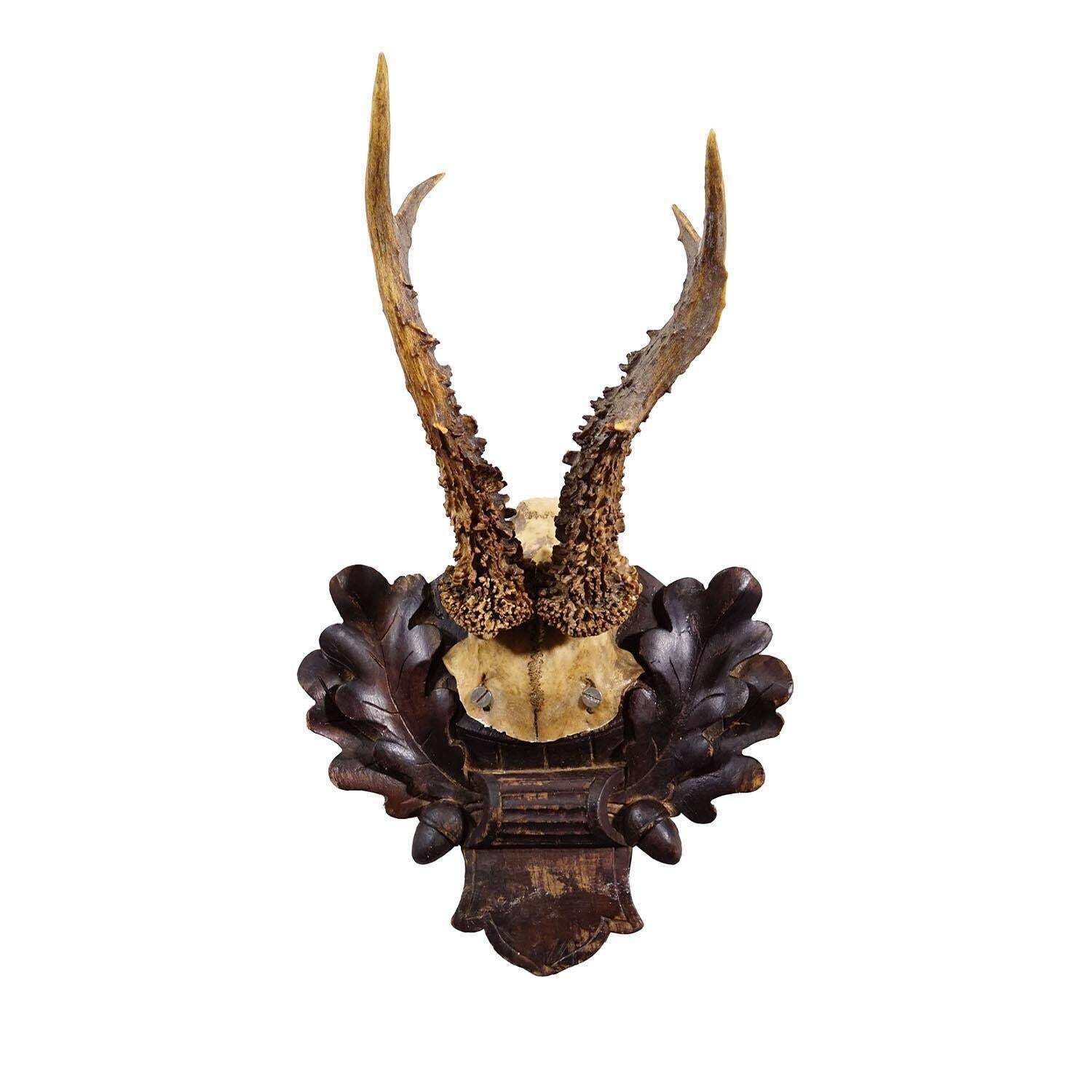 Antique Black Forest Red Deer Trophy On Carved Plaque   Germany 1910 photo furniture