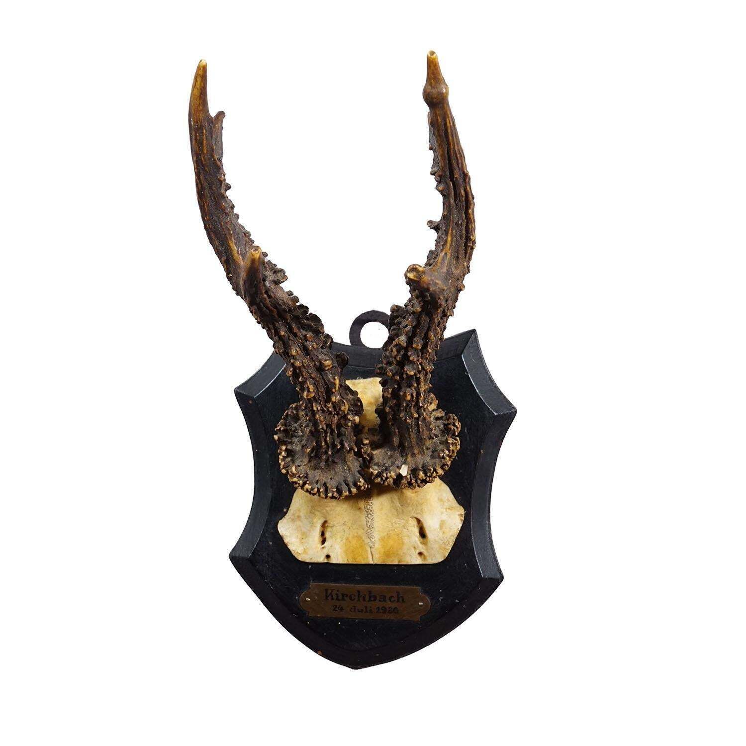 Antique Black Forest Red Deer Trophy On Carved Plaque   Germany 1930 photo furniture