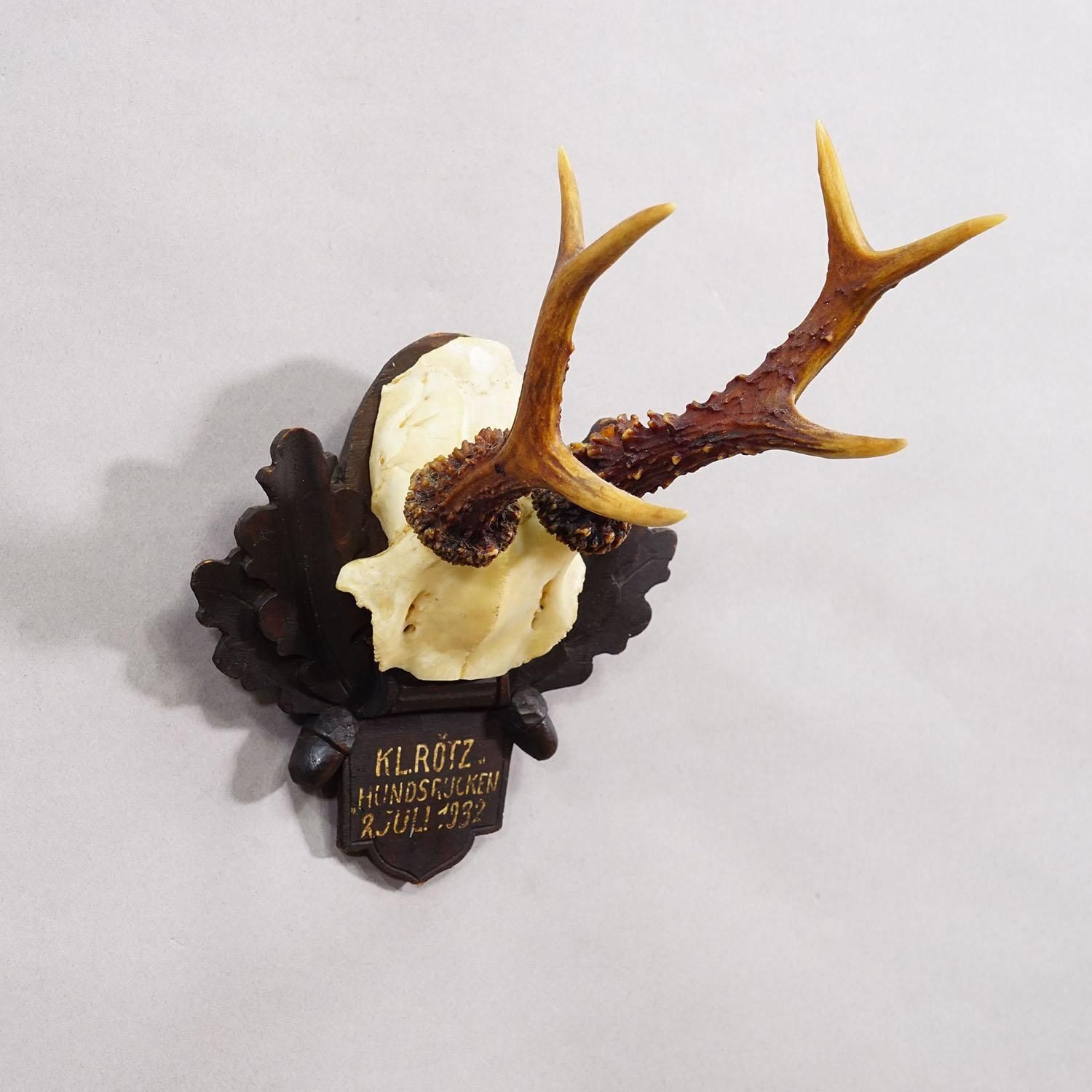 Antique Black Forest Red Deer Trophy On Carved Plaque   Germany 1932 photo for sale
