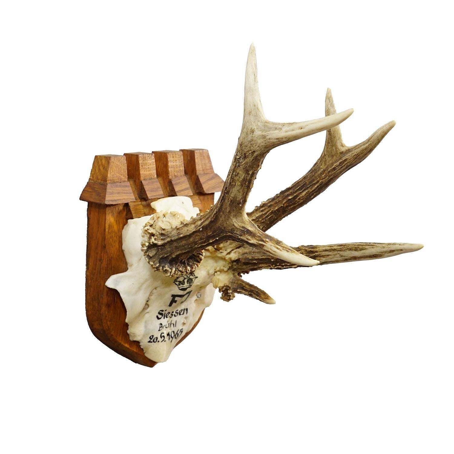 Vintage Edelhertentrofee Van Franz Joseph, Prins Van Thurn Und Taxis, 1965 photo furniture