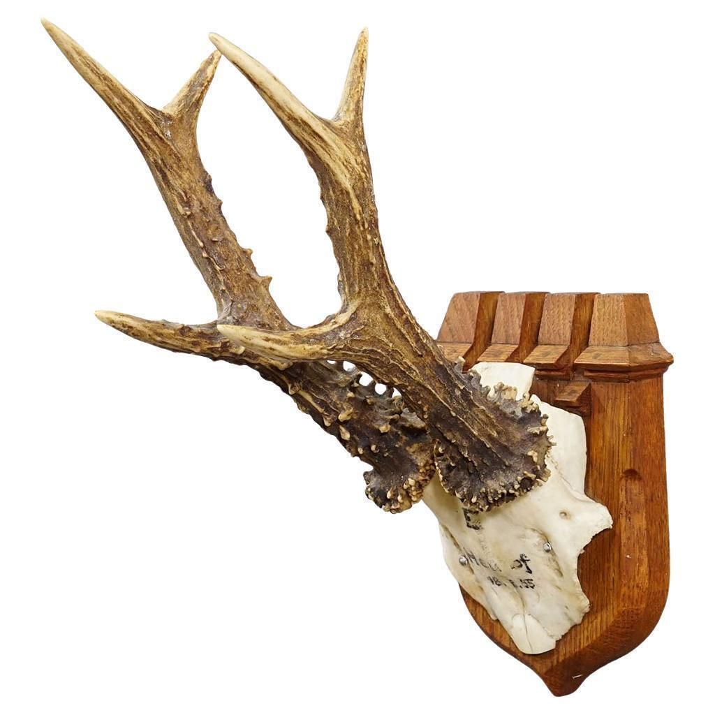 Red Deer Trophy On Wooden Plaque By Philip Ernst, Prince Of Thurn And Taxis 1955