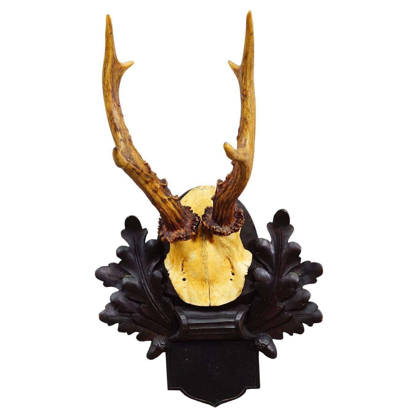 Antique Black Forest Red Deer Trophy On Carved Plaque, Germany 1900