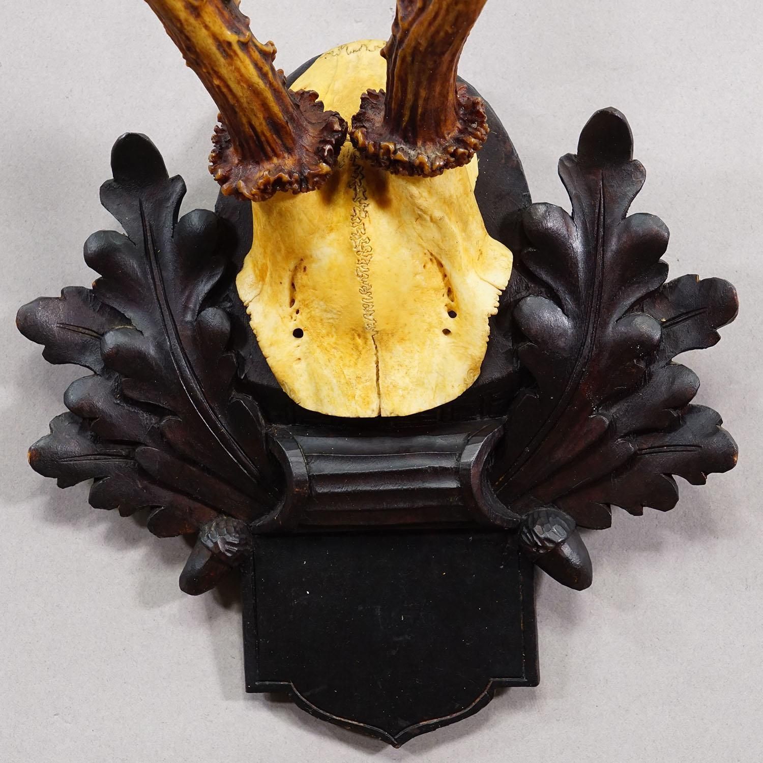 Antique Black Forest Red Deer Trophy On Carved Plaque, Germany 1900 photo 225.0