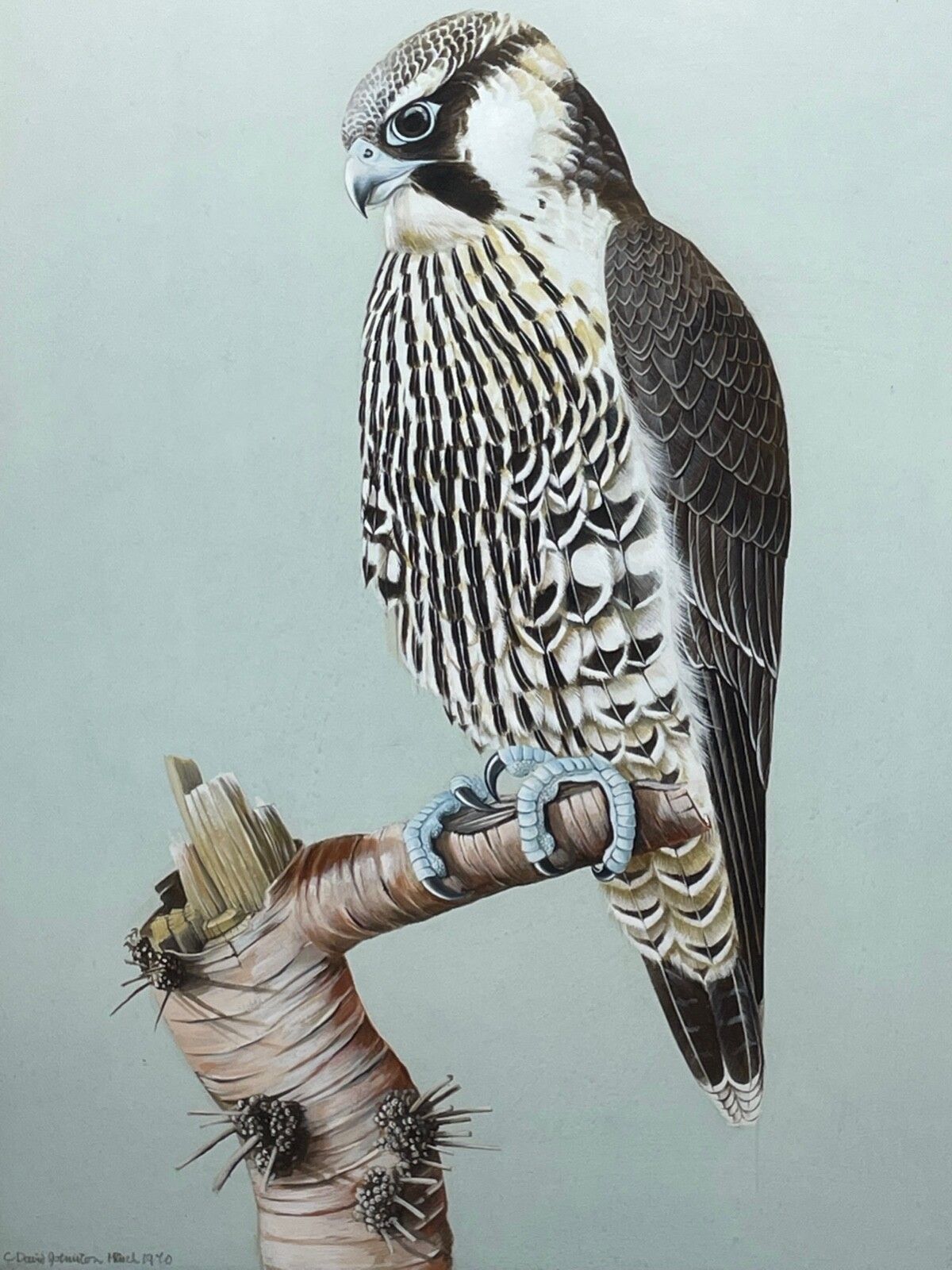 Fine British Art Gouache Watercolour Peregrine Falcon By David Johnston photo furniture