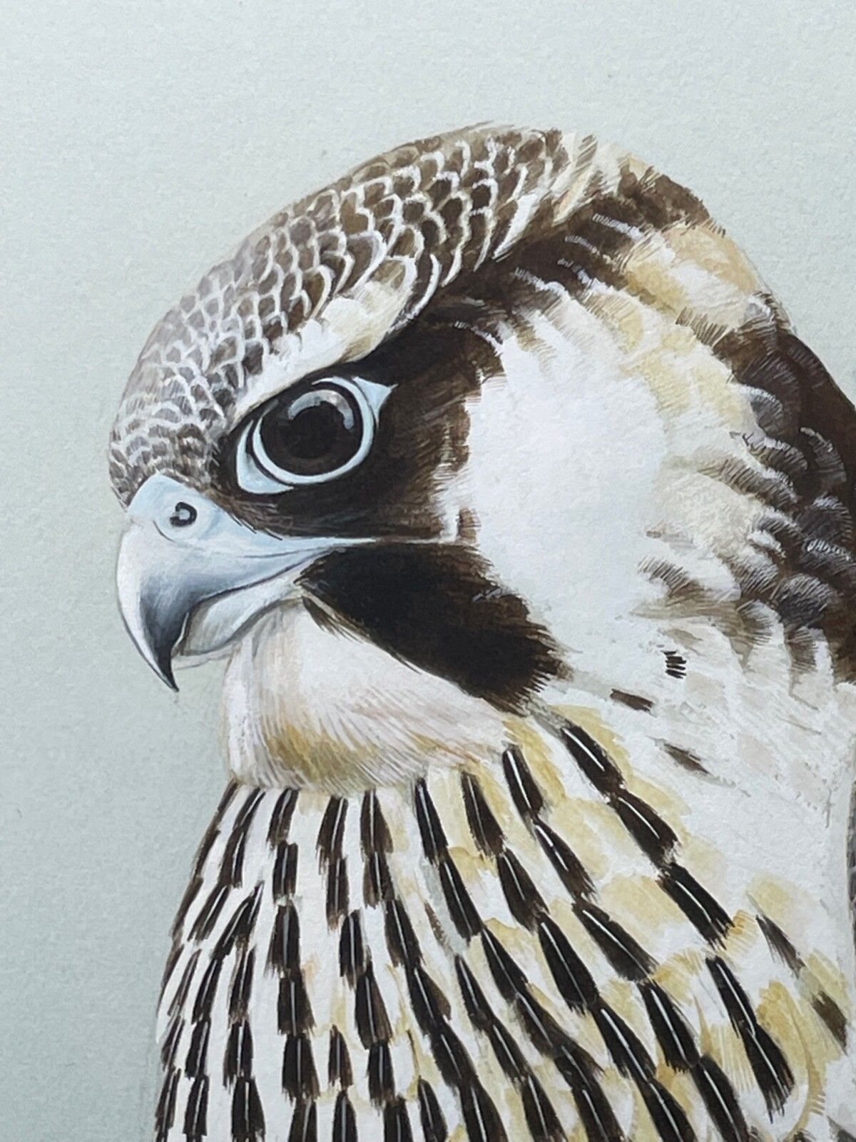 Fine British Art Gouache Watercolour Peregrine Falcon By David Johnston photo vinterior
