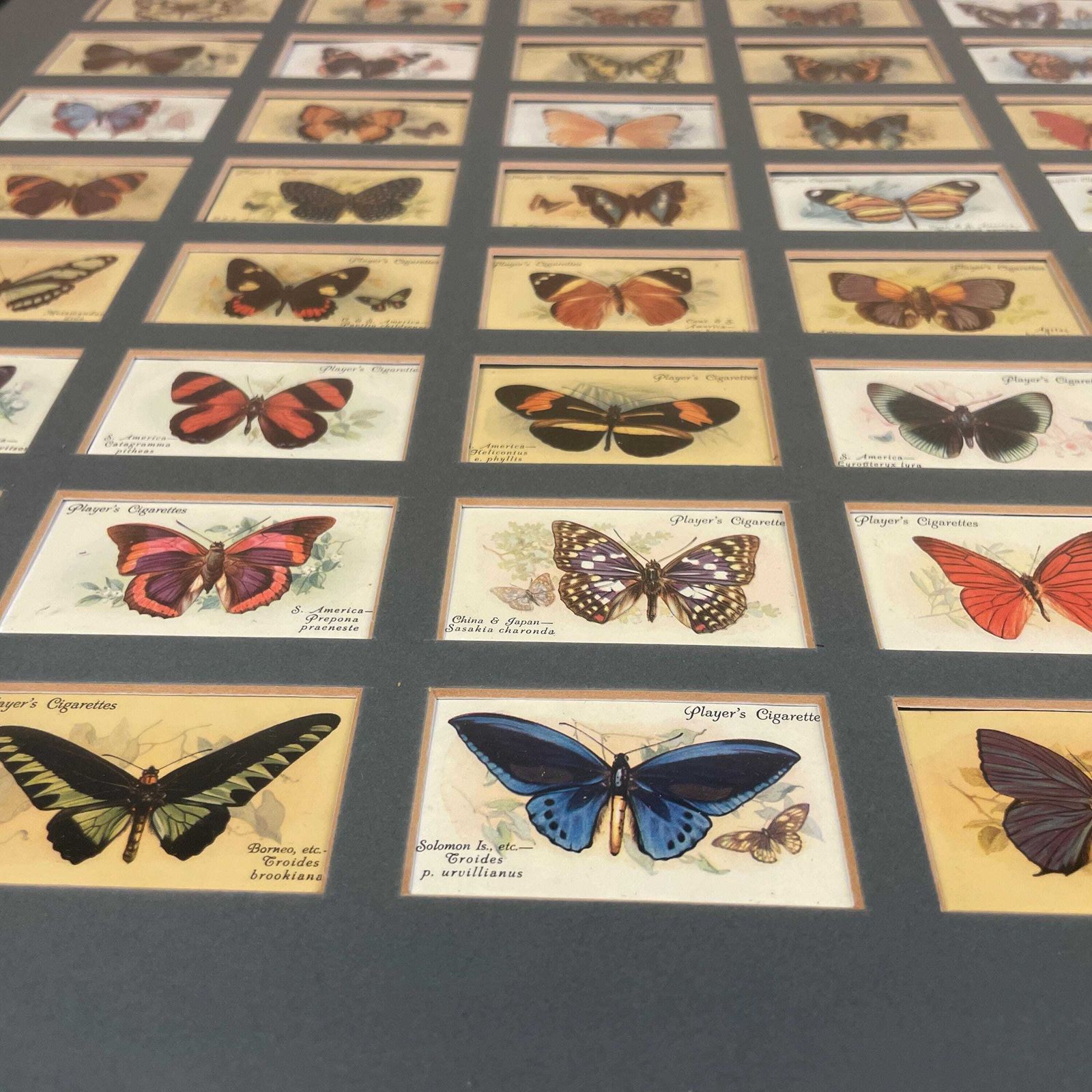 Vintage Butterfly Framed Cigarette Cards Wall Art Antiquarian Botanical Pictures Natural History Wood Frame John Player & Sons Butterflies photo furniture