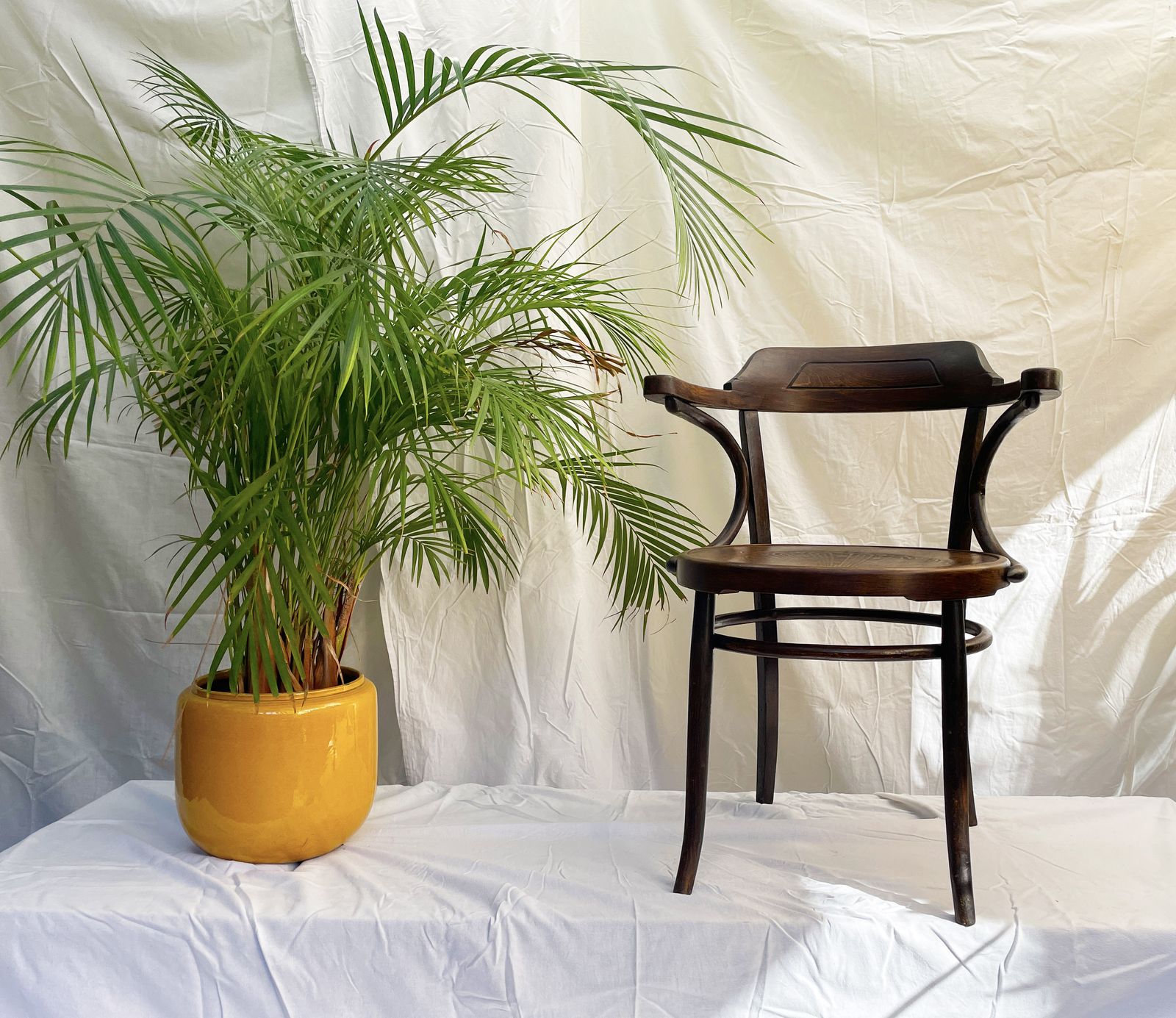 Art Nouveau Bistro Cafe Bentwood Armchair