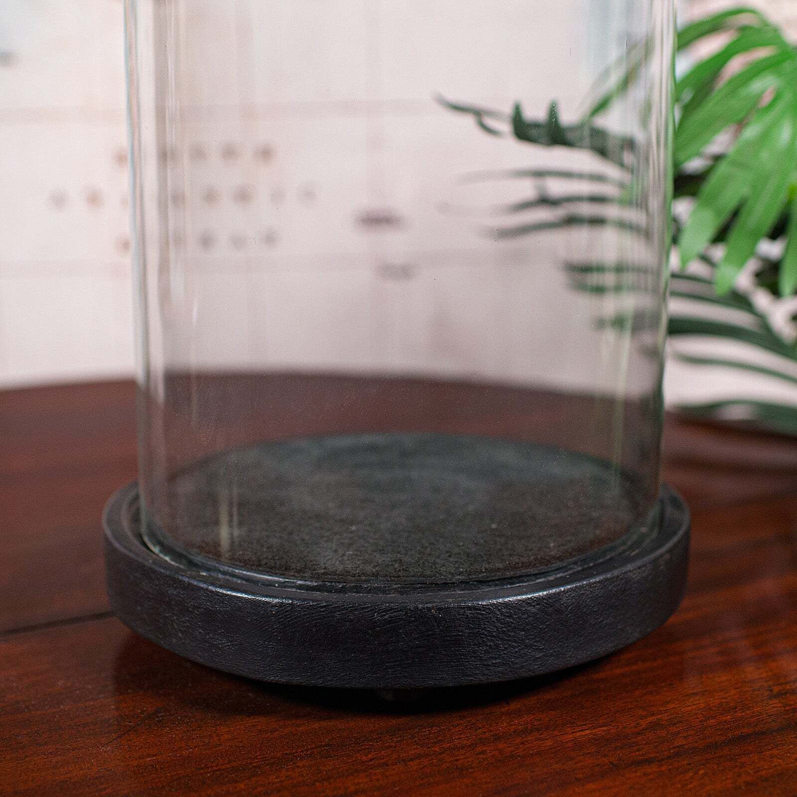 Large Antique Victorian Display Dome, English, Glass, Taxidermy Showcase, C.1880 photo buy