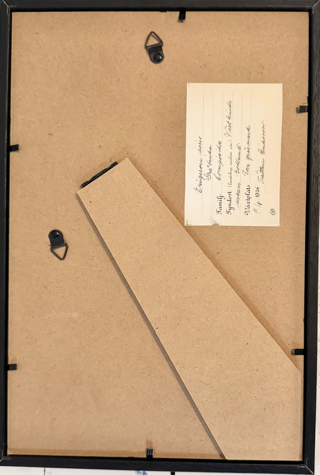 Framed Original 1936 Herbarium Specimen, Botanical Art. Blue Fleabane, Gotland Sweden. photo 105.0