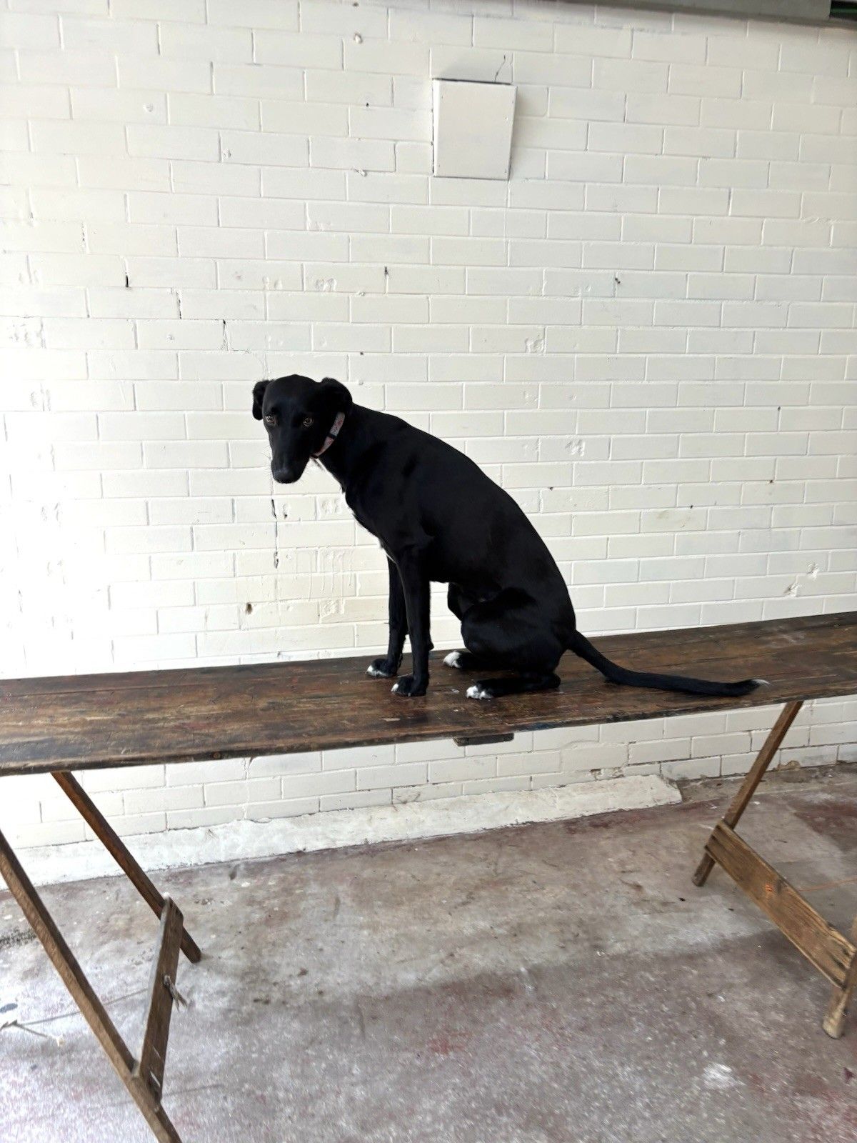 1930’s  Pine Trestle Table With Bags Of Character & A Great Size. photo Furniture