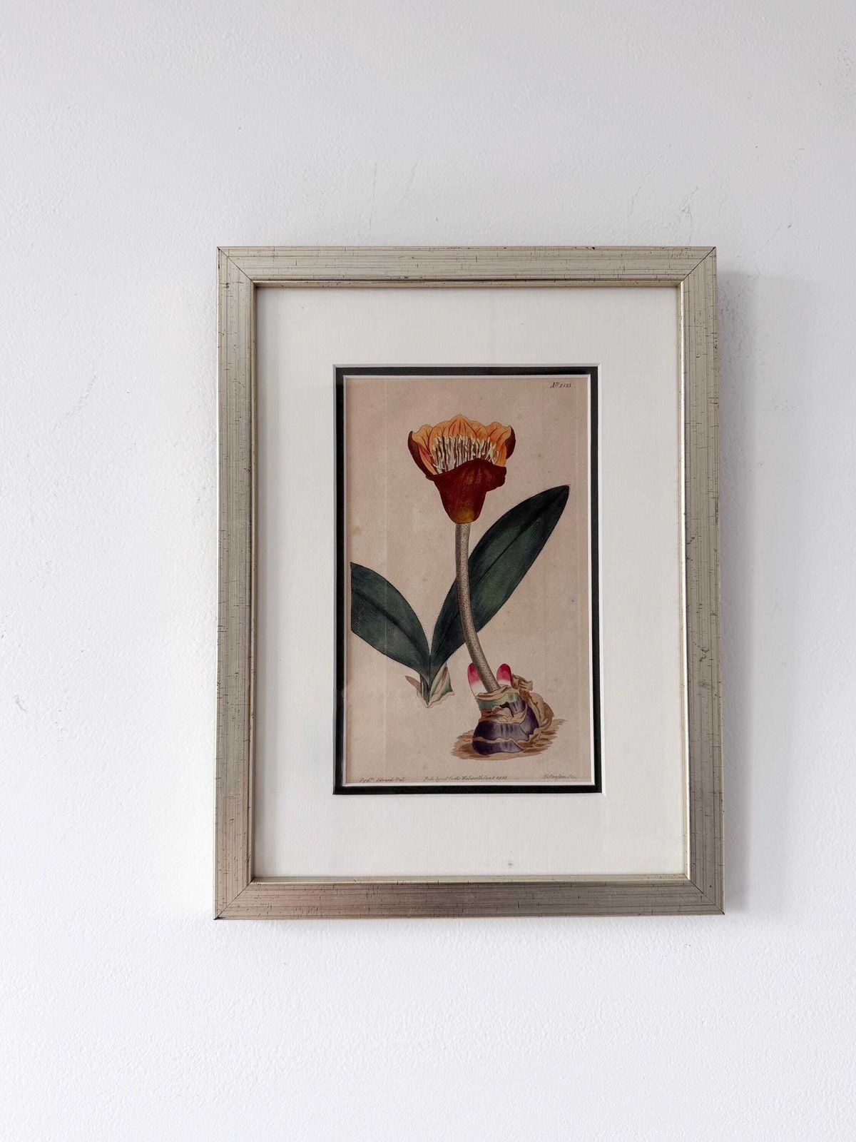 Original Botanical Hand Finished Engraving From Curtis Botanical Magazine 1813, Antique Botanical Engraving