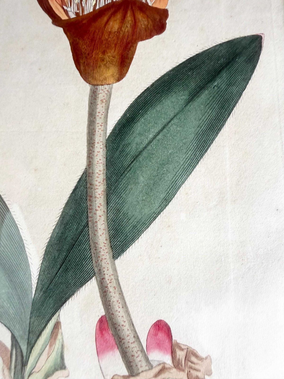 Art Original Botanical Hand Finished Engraving From Curtis Botanical Magazine 1813, Antique Botanical Engraving photo