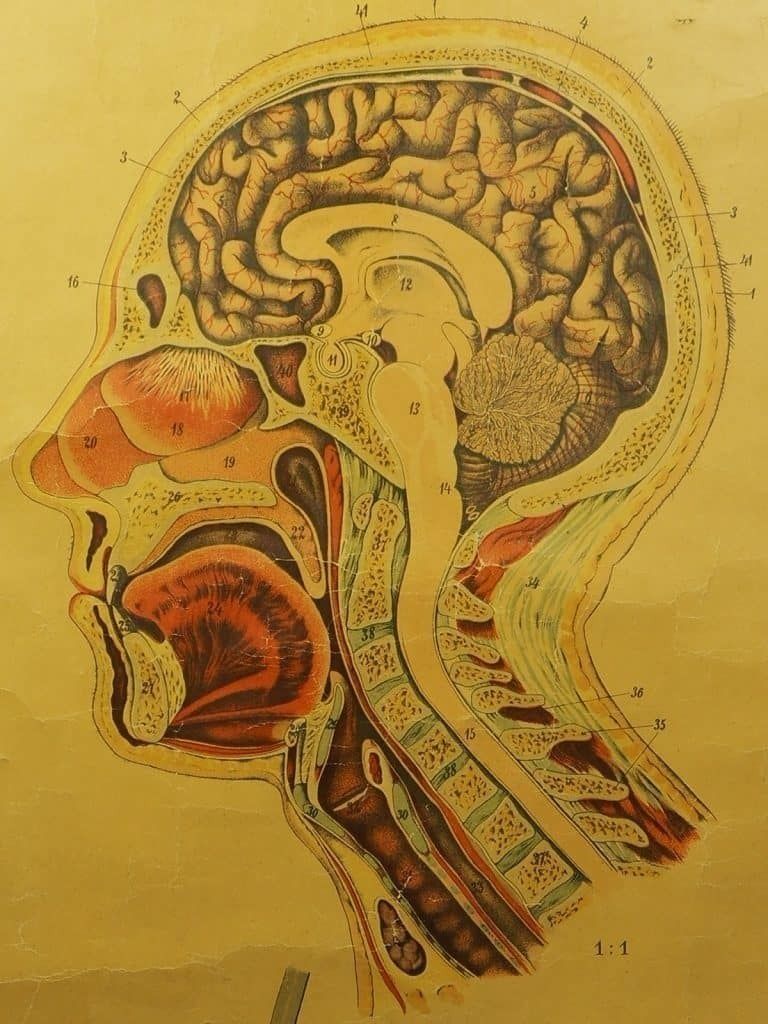 Antique Anatomical Chart (VI.) Human Anatomy Head Signed By E. Hoelemann photo Art