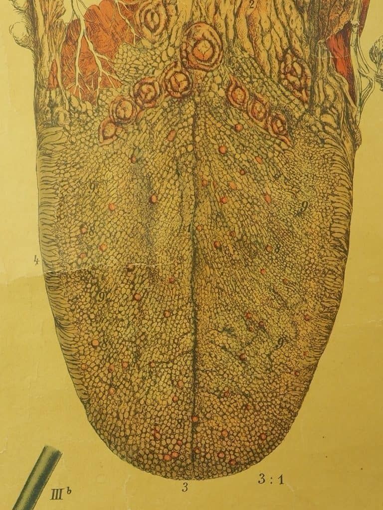 Antique Anatomical Chart (VI.) Human Anatomy Head Signed By E. Hoelemann photo vinterior