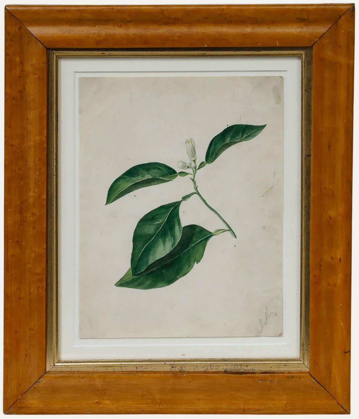 Framed Early 19th Century Watercolour Study Of An Orange Flower