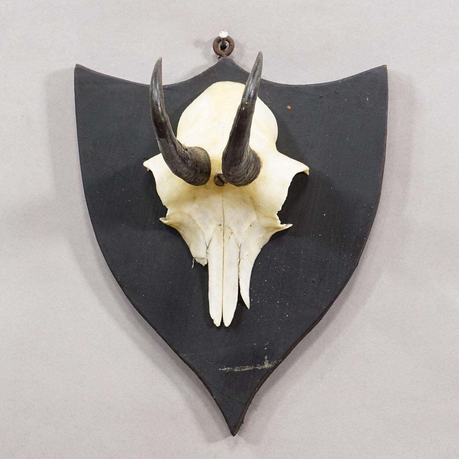 Antique Chamois Trophy On Carved Plaque, Germany Ca. 1900 photo Home Decor