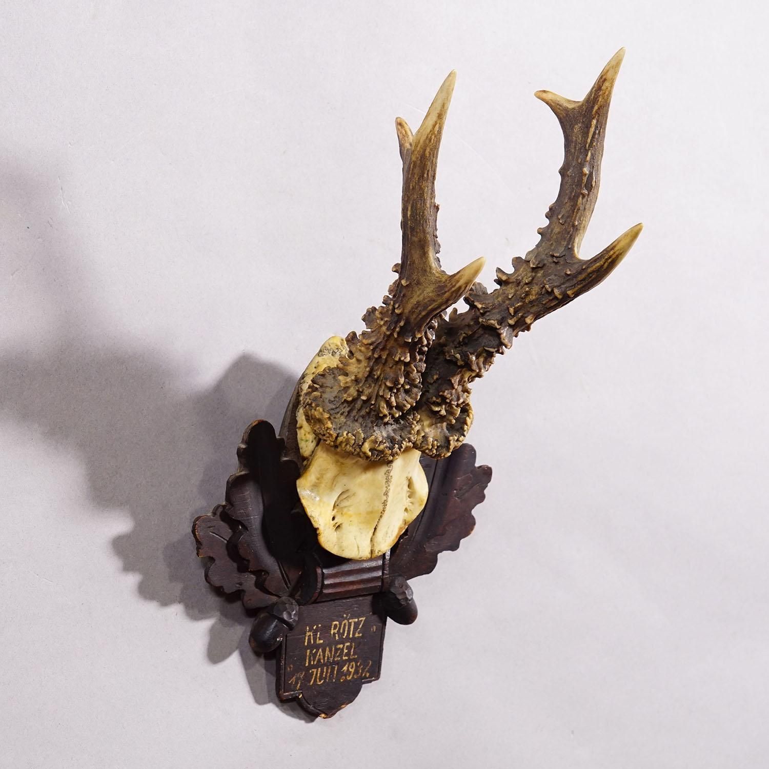 Antique Black Forest Red Deer Trophy On Carved Plaque   Germany 1932 photo for sale