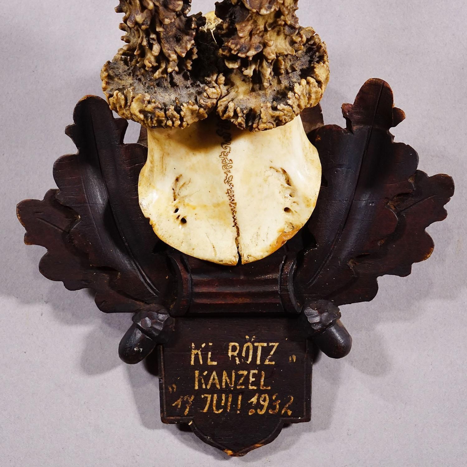 Antique Black Forest Red Deer Trophy On Carved Plaque   Germany 1932 photo 169.0