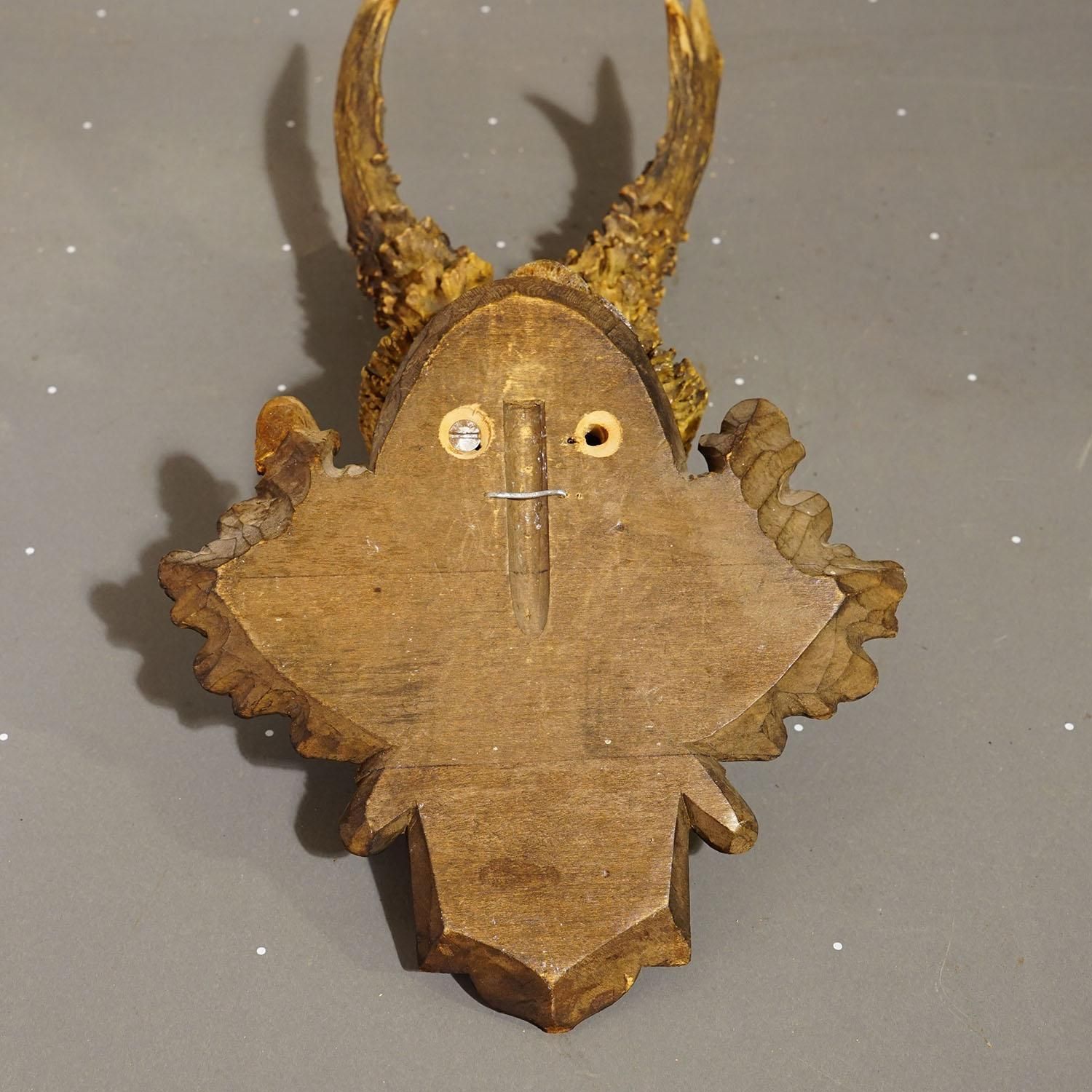Antique Black Forest Red Deer Trophy On Carved Plaque   Germany 1932 photo buy