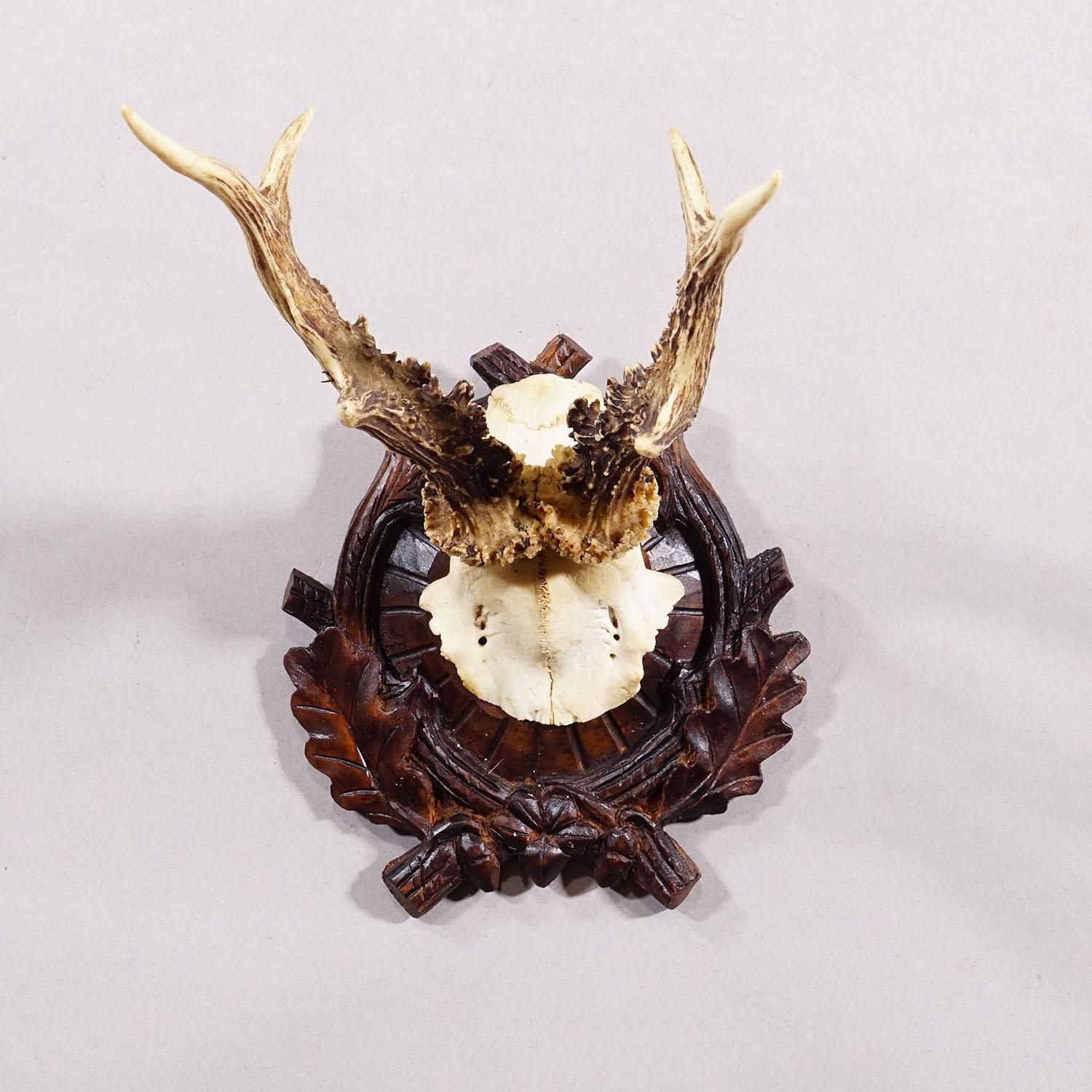 Antiek Zwart Woud Edelhertgewei Op Gesneden Plaquette – Duitsland, Ca. 1910 photo Woonaccessoires
