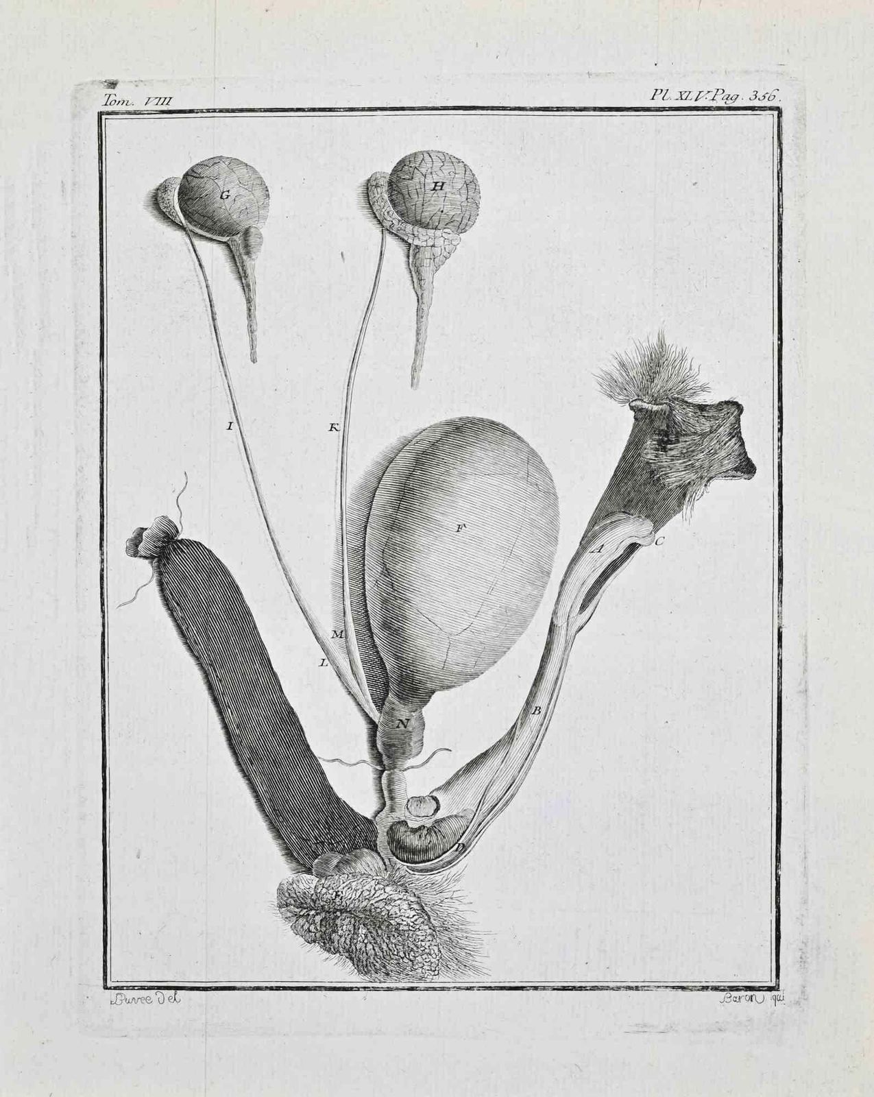 Buvée L'américainanimal Anatomy   Etching By Buvée L'américain   17711771