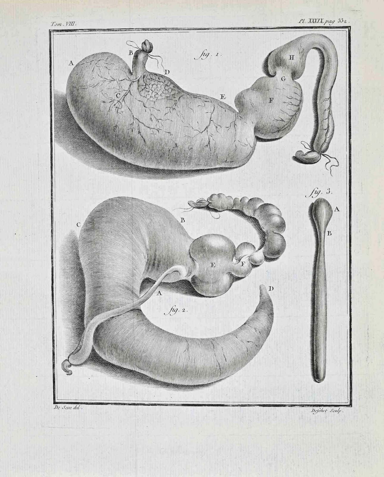 Buvée L'américainanimal Anatomy   Etching By Buvée L'américain   17711771
