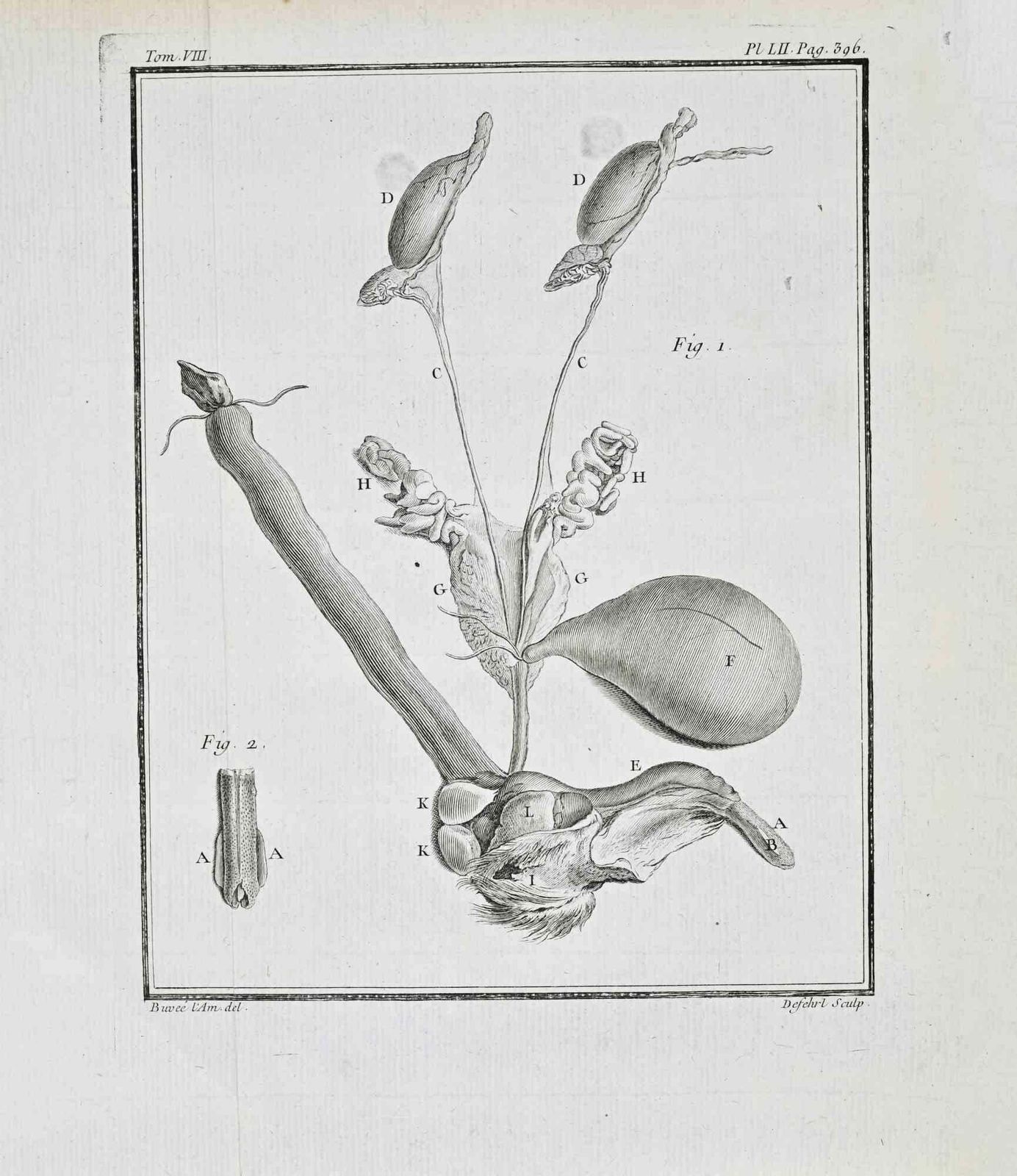Jacques Baronanimal Anatomy   Etching By Jacques Baron   17711771
