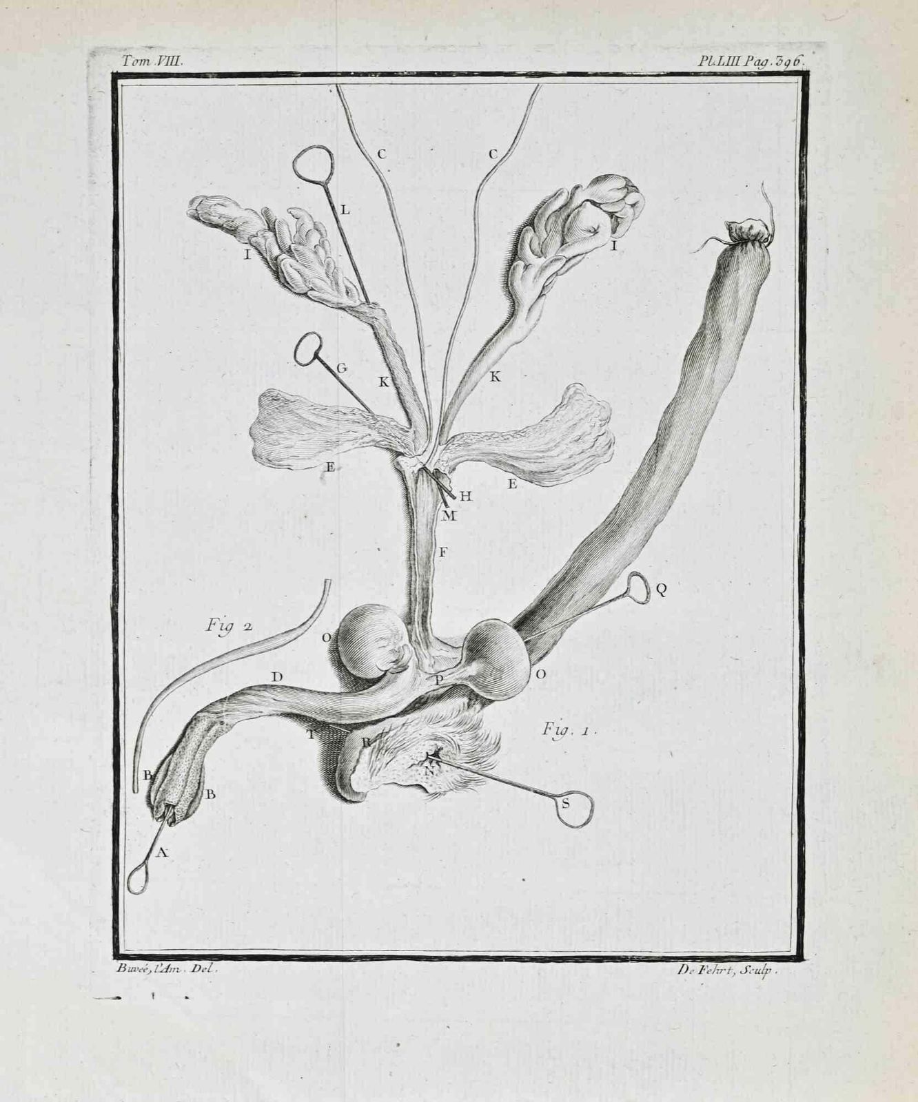 Jacques Baronanimal Anatomy   Etching By Jacques Baron   17711771