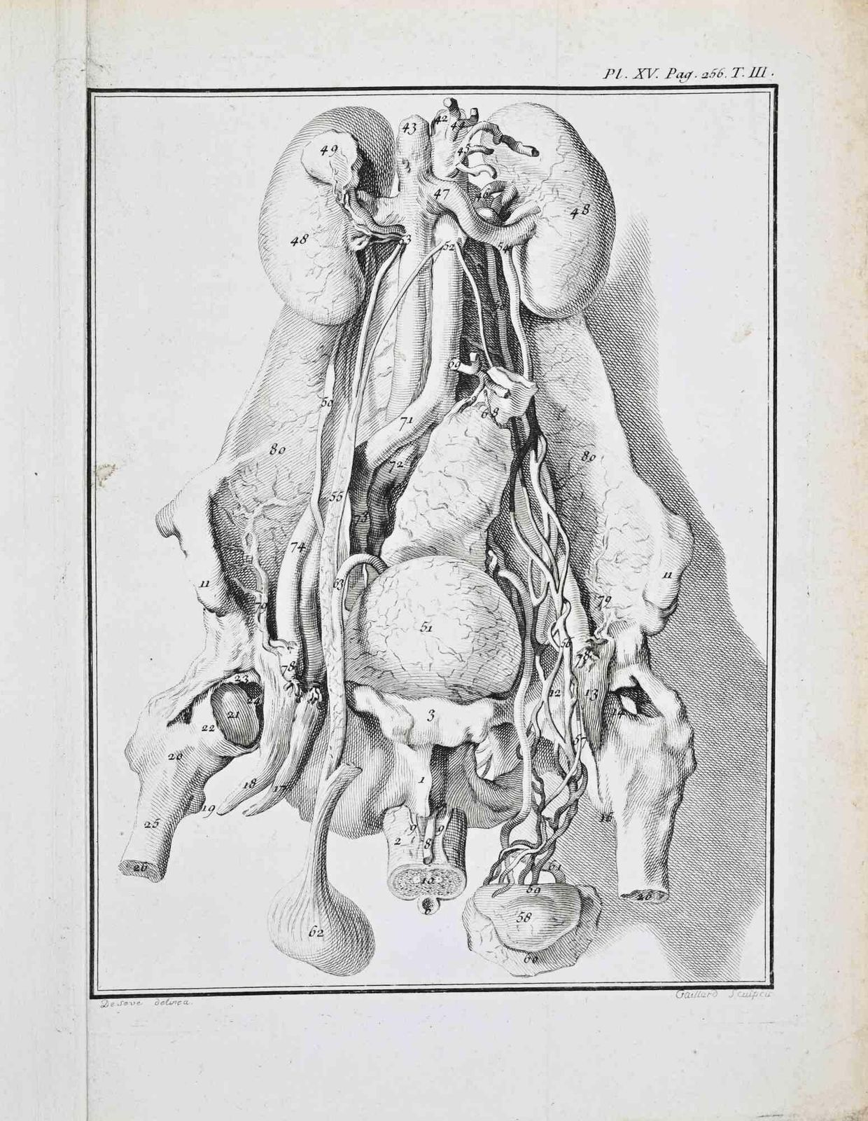 Jacques De Seveanimal Anatomy   Etching By Jacques De Sève   17711771
