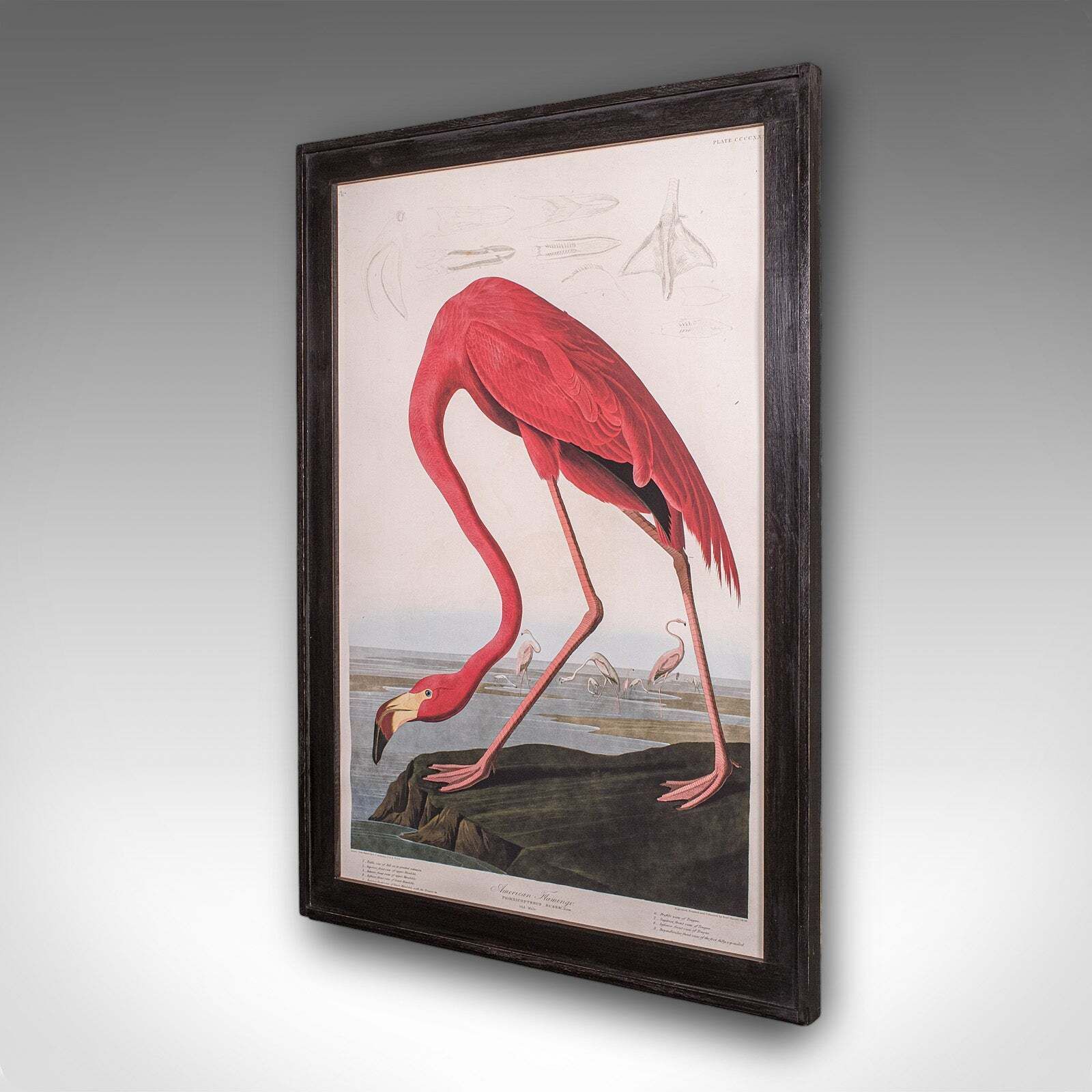 Large Vintage Flamingo Picture, English, Framed Print, Jj Audubon, Wildlife Art photo for sale