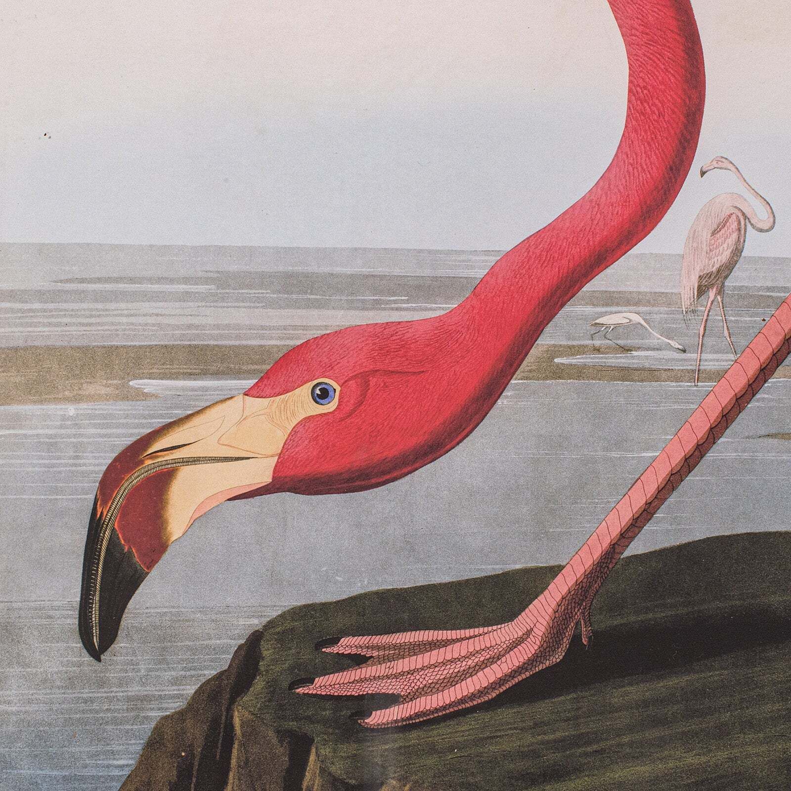 Large Vintage Flamingo Picture, English, Framed Print, Jj Audubon, Wildlife Art photo Art