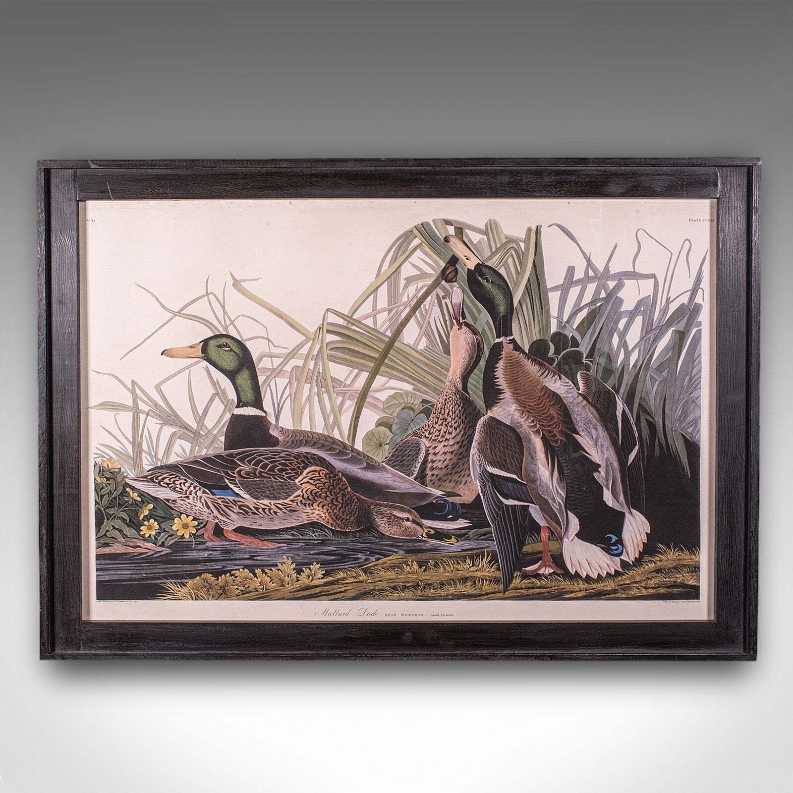 Vintage Mallard Duck Picture, English, Framed Print, Jj Audubon, Wildlife Art photo furniture