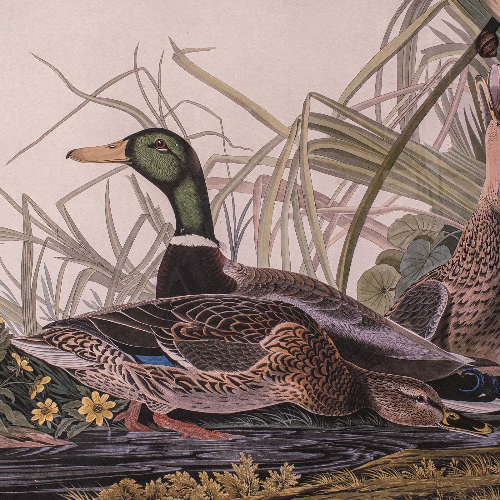 Vintage Mallard Duck Picture, English, Framed Print, Jj Audubon, Wildlife Art photo Art