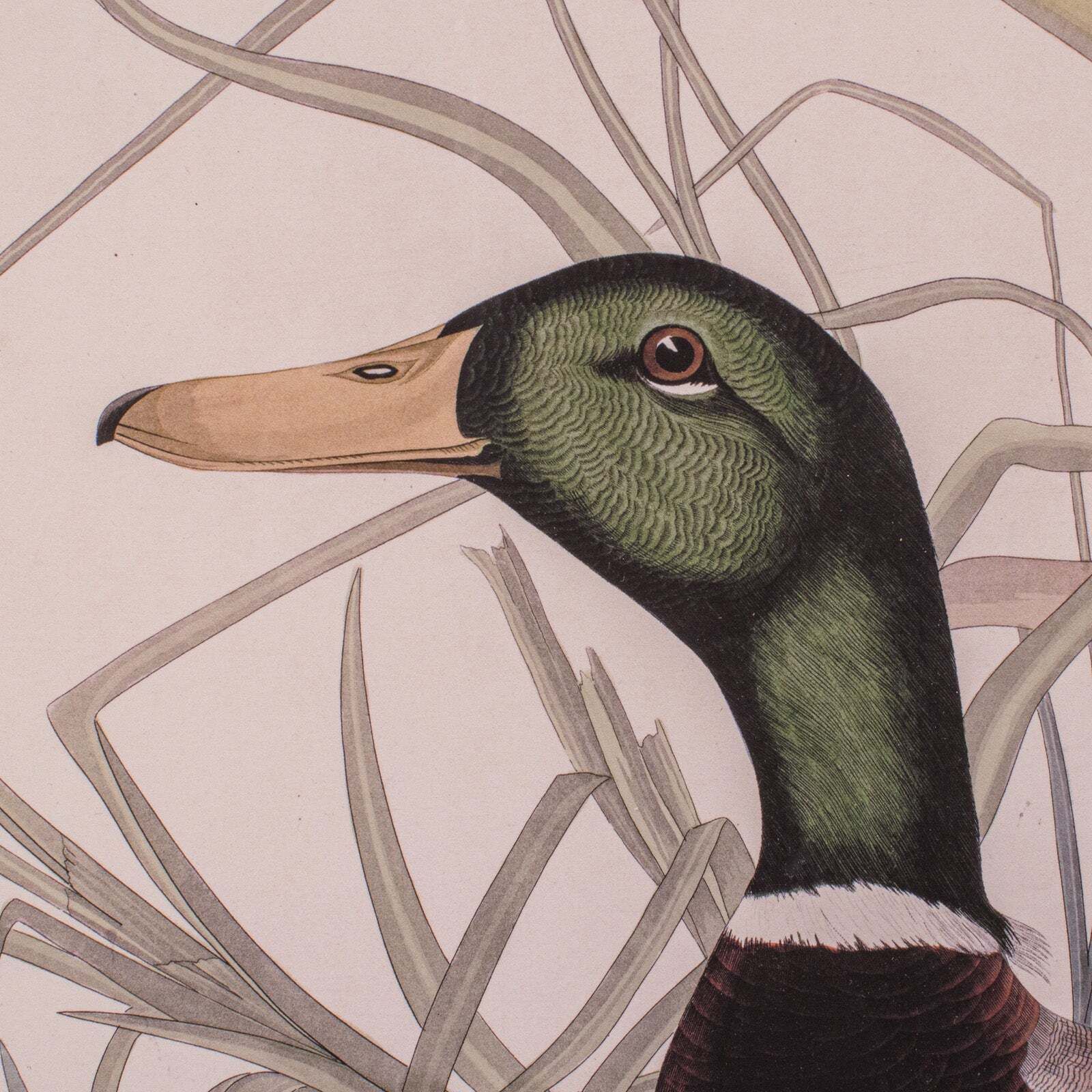 Vintage Mallard Duck Picture, English, Framed Print, Jj Audubon, Wildlife Art photo vinterior