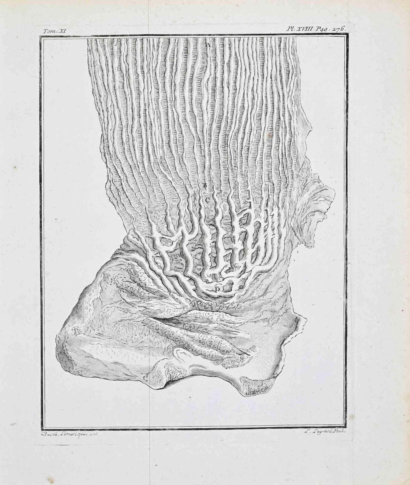 Louis Lergrand Internal Muscular Structure Of The Stomach...   Etching By Louis Lergrand   1771.