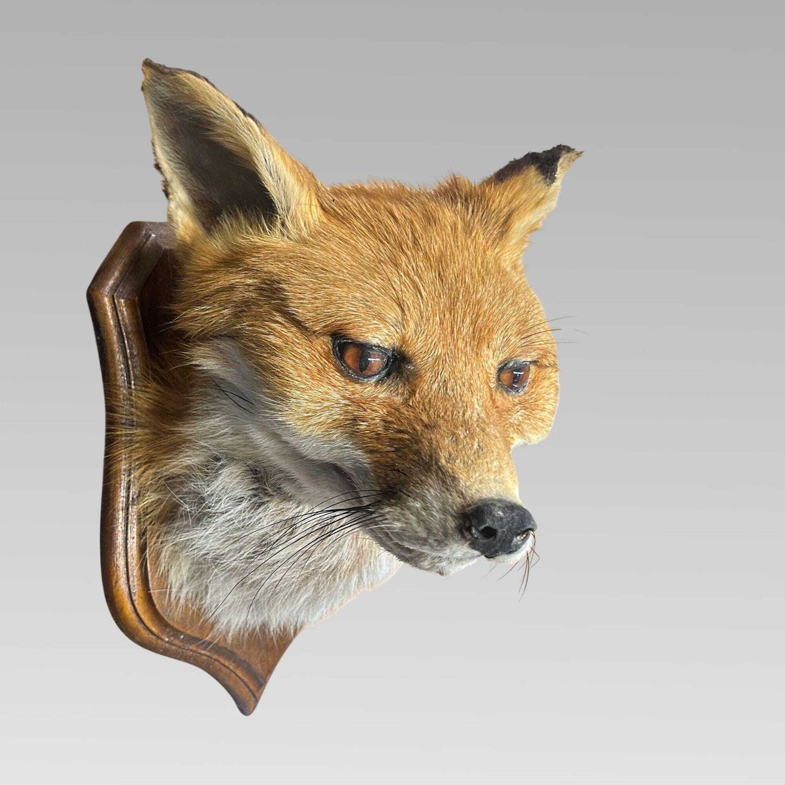 Stunning Decorative Taxidermy Fox Head On Shield Plaque, Hunting Interest photo for sale