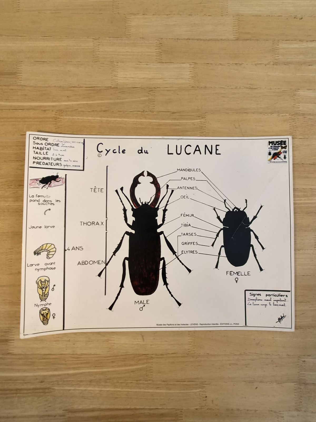 photo vintage Vintage French Natural History Insect Educational Charts – Set Of 6 – Museum Edition J.L. Pons