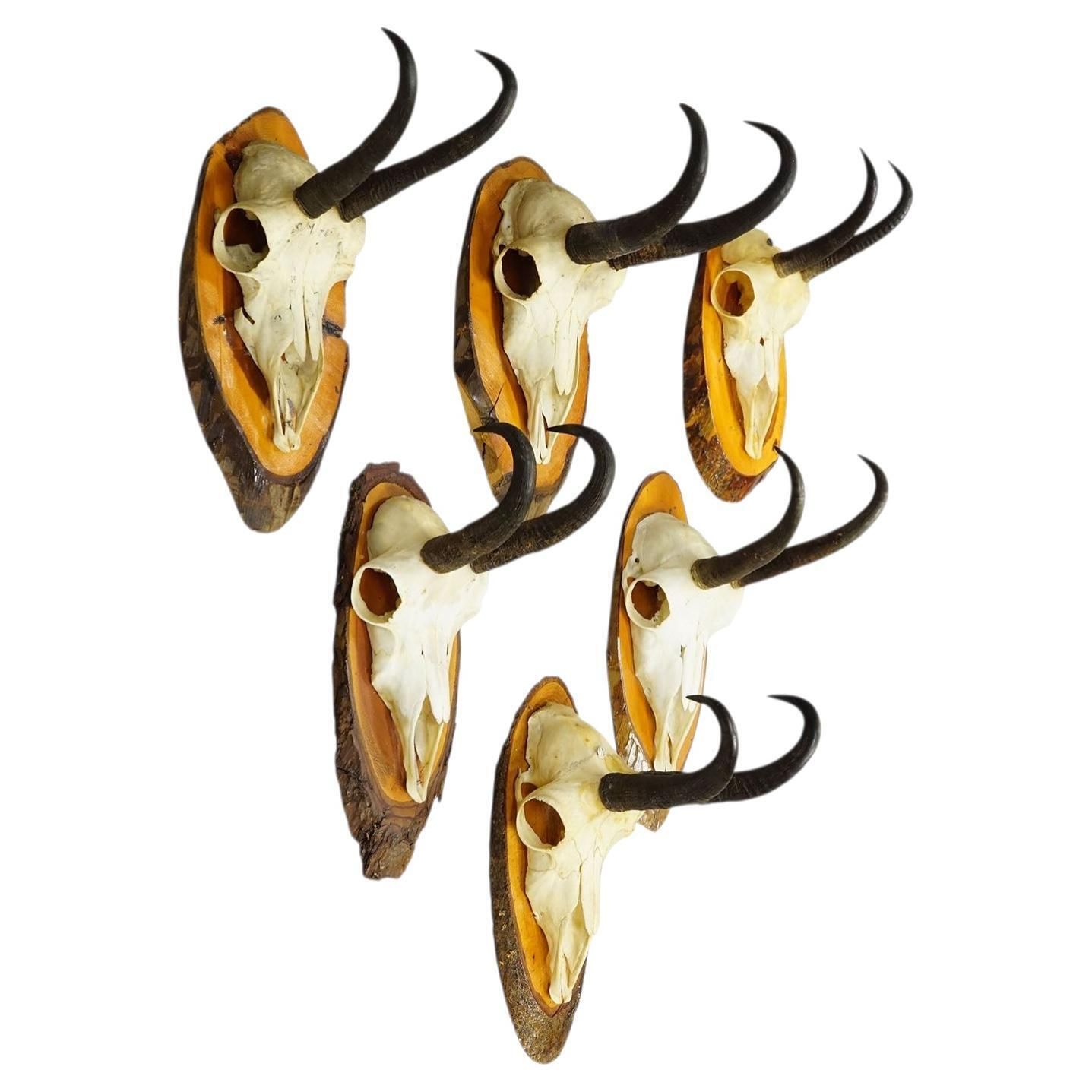 Set Of Six Chamois Trophies On Birch Slices Germany Ca. 1960s