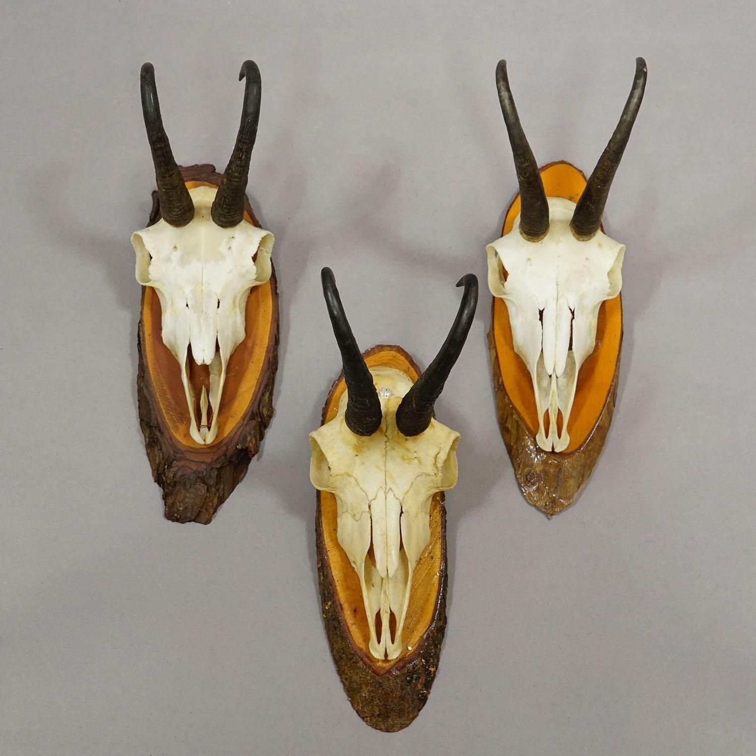Set Of Six Chamois Trophies On Birch Slices Germany Ca. 1960s photo Home Decor