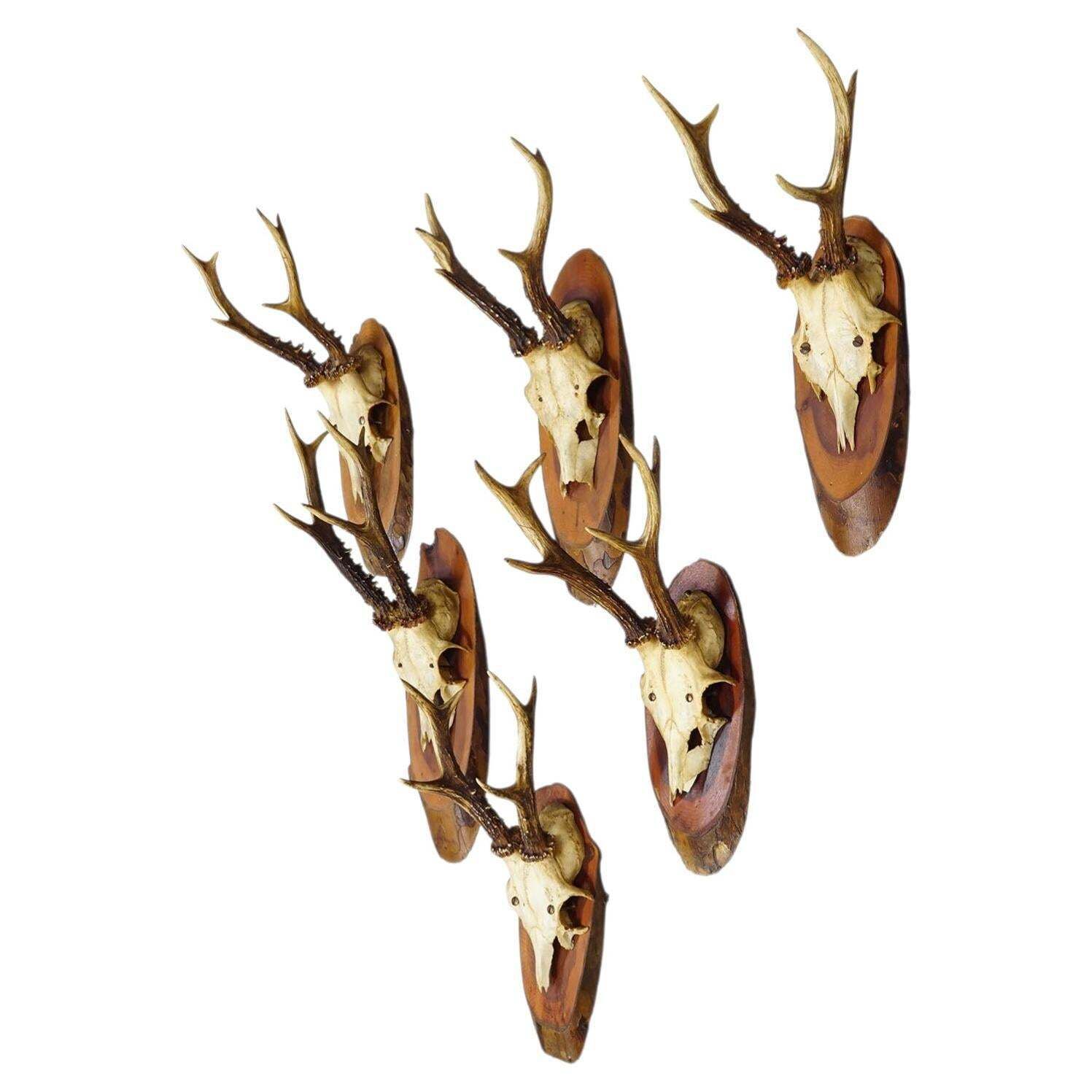 Set Of Six Roe Deer Trophies On Wooden Slices Germany Ca. 1960s