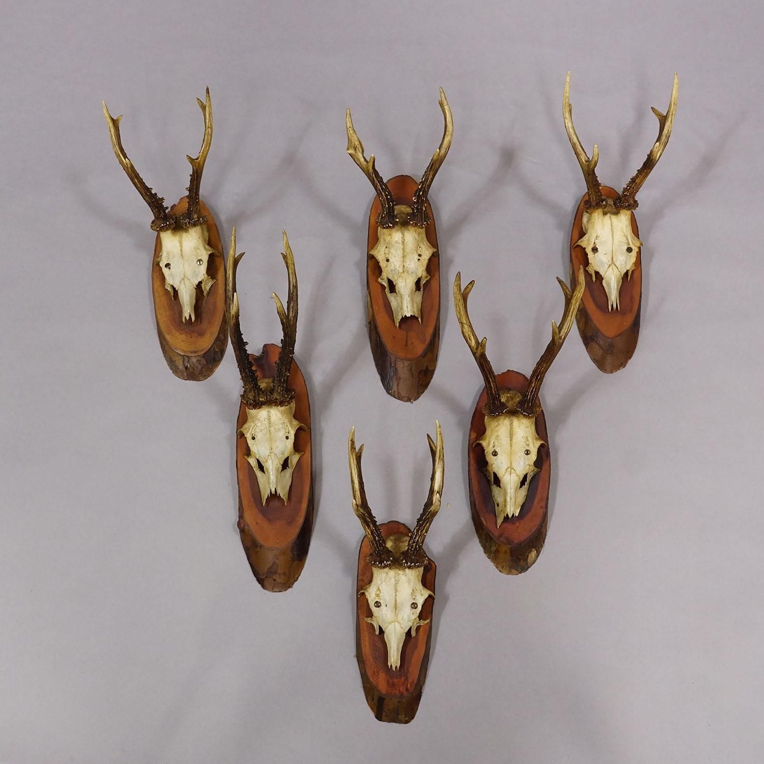 Set Of Six Roe Deer Trophies On Wooden Slices Germany Ca. 1960s photo for sale
