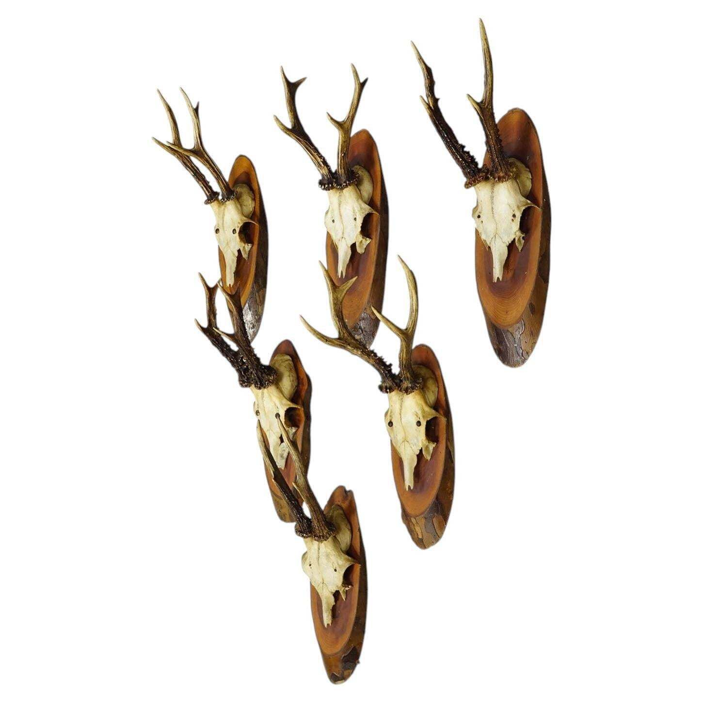 Set Of Six Roe Deer Trophies On Wooden Slices Germany Ca. 1950s
