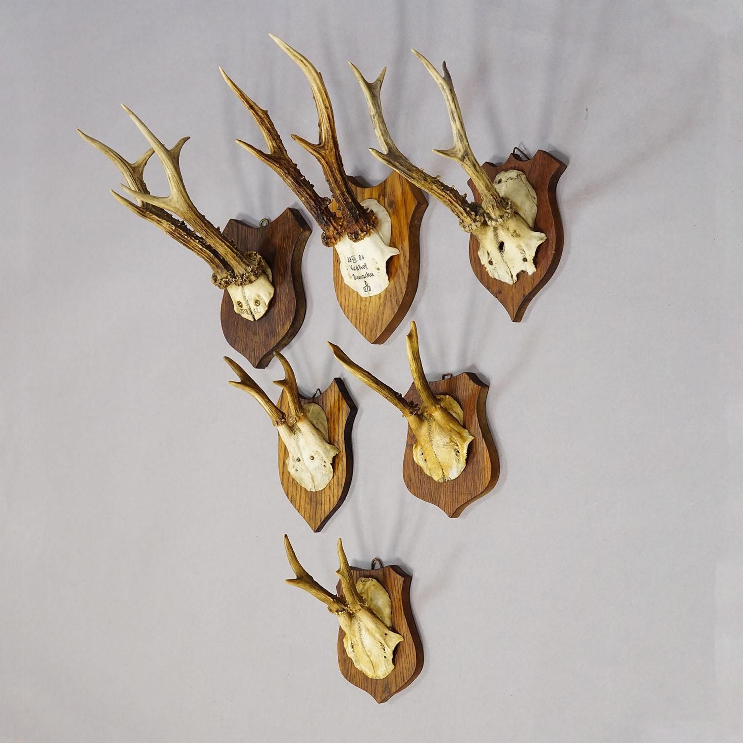 Six Large Roe Deer Trophies On Carved Plaques Germany 19.Century photo for sale