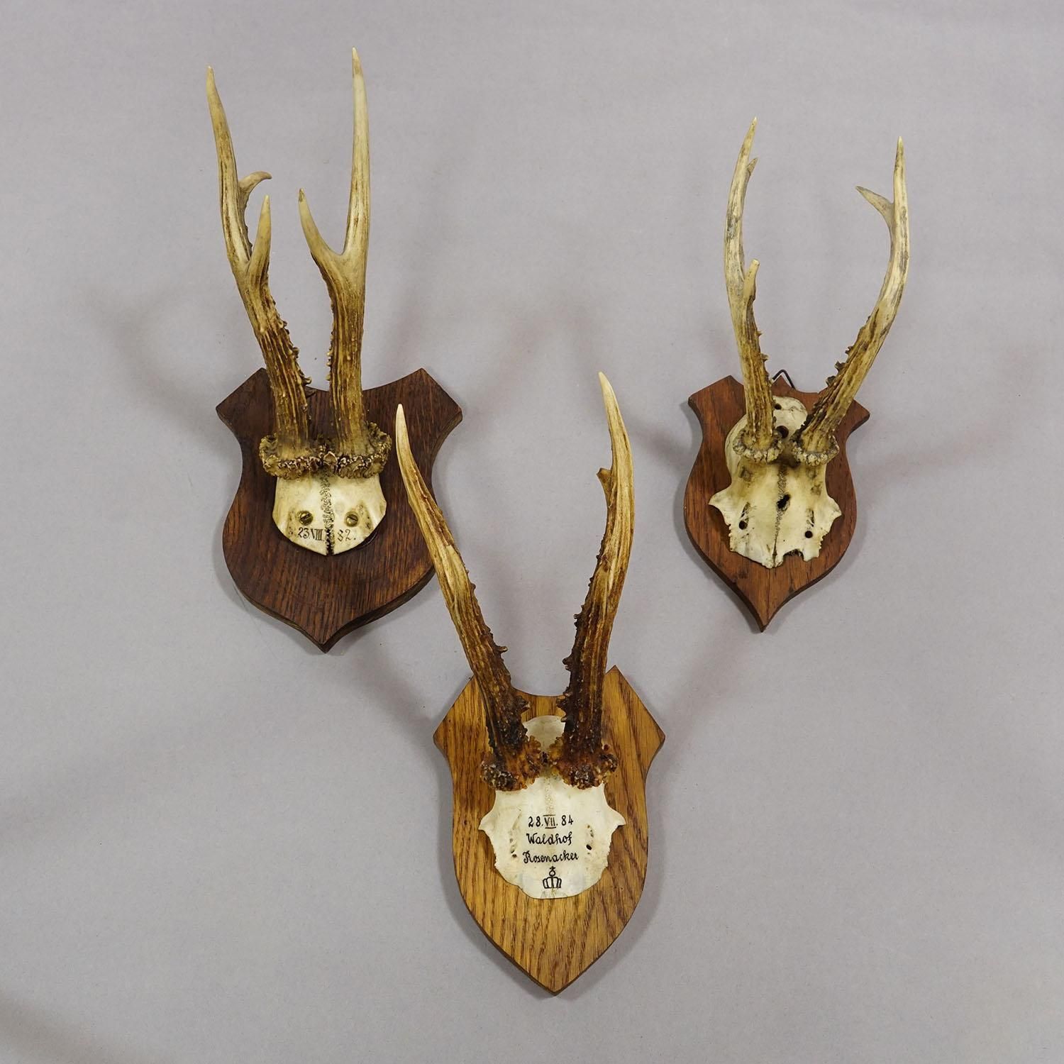 Six Large Roe Deer Trophies On Carved Plaques Germany 19.Century photo 577.0