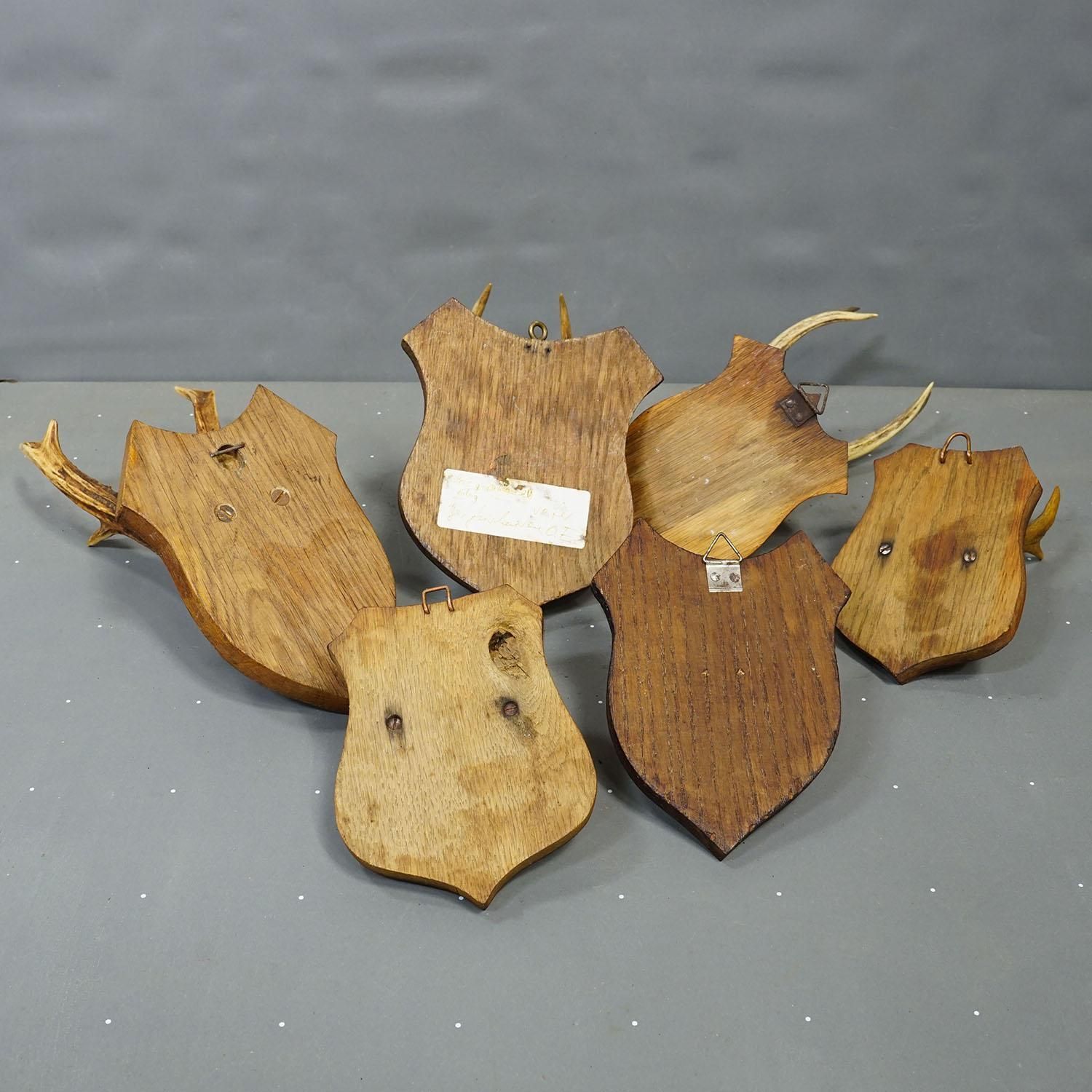 photo for sale Six Large Roe Deer Trophies On Carved Plaques Germany 19.Century