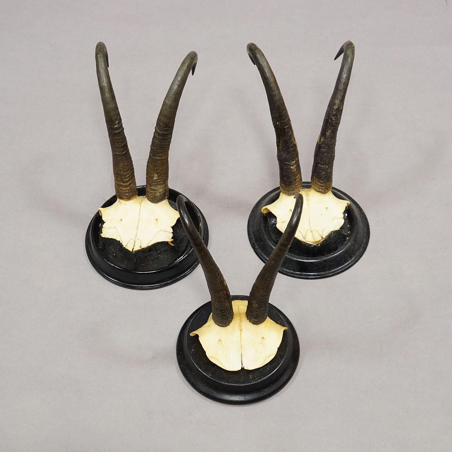 Antiek Set Van Zes Gems Trofeeën Op Gedraaide Plaques, Duitsland Ca. 1900 photo Woonaccessoires