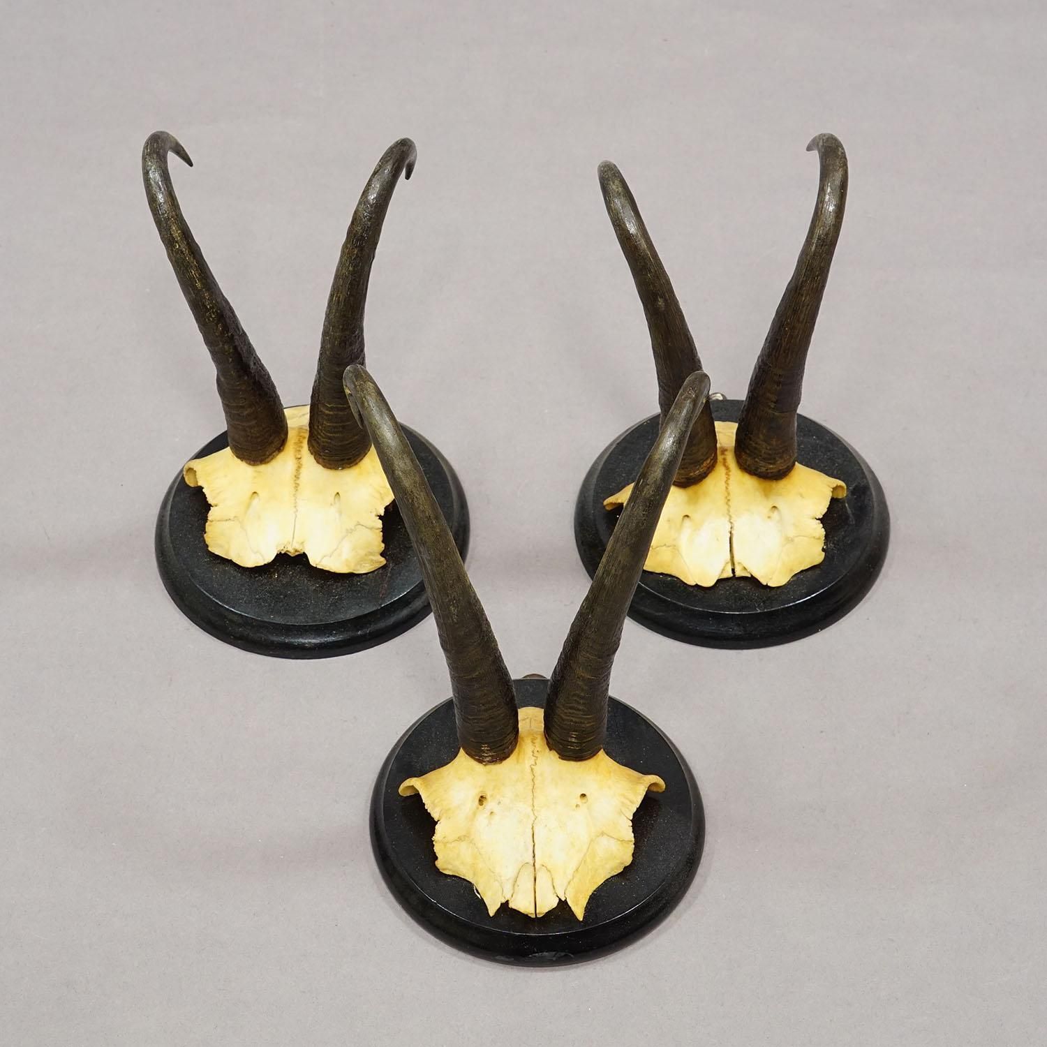 Antiek Set Van Zes Gems Trofeeën Op Gedraaide Plaques, Duitsland Ca. 1900 photo 750.0