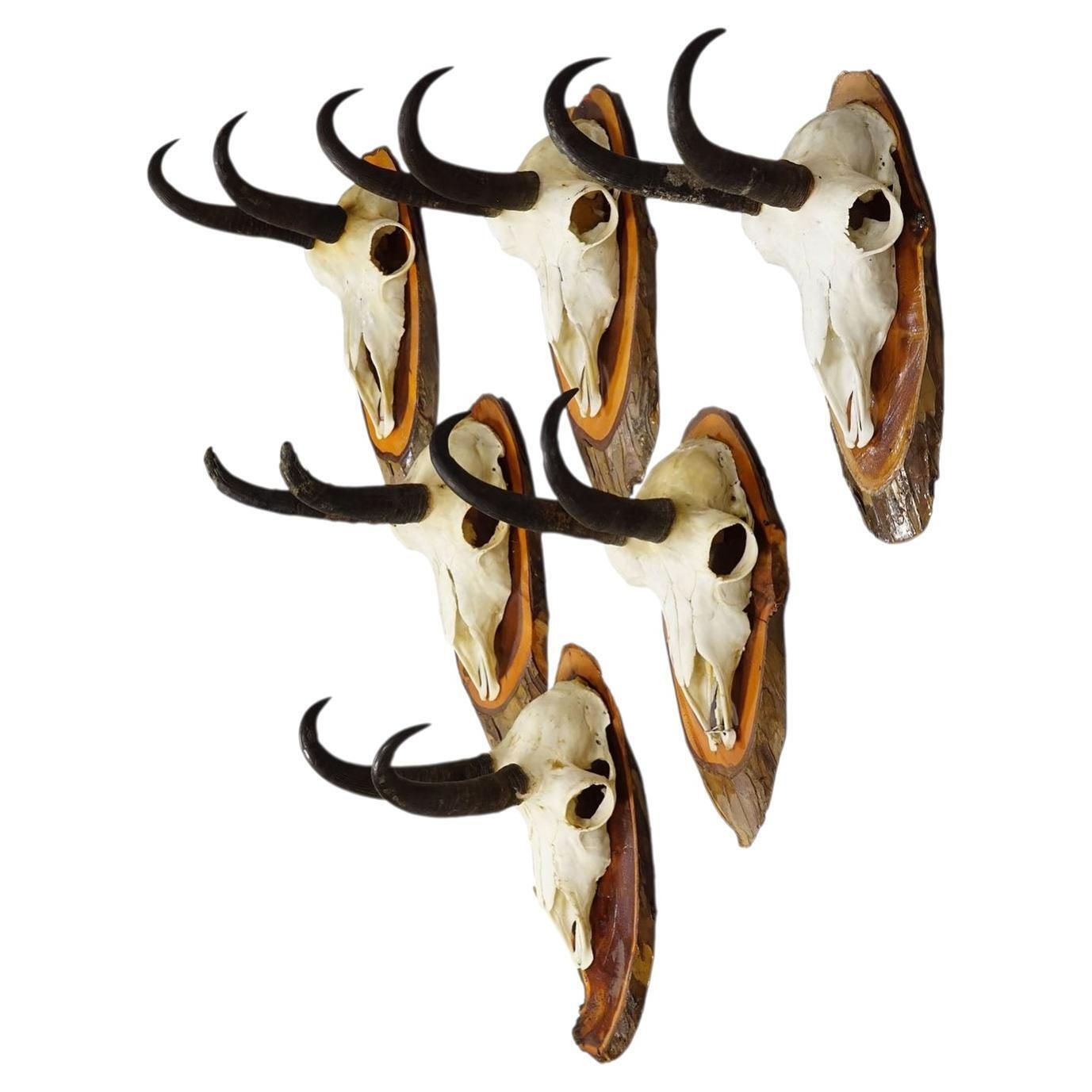 Vintage Set Of Six Chamois Trophies On Wooden Plaques, Germany Ca. 1970s