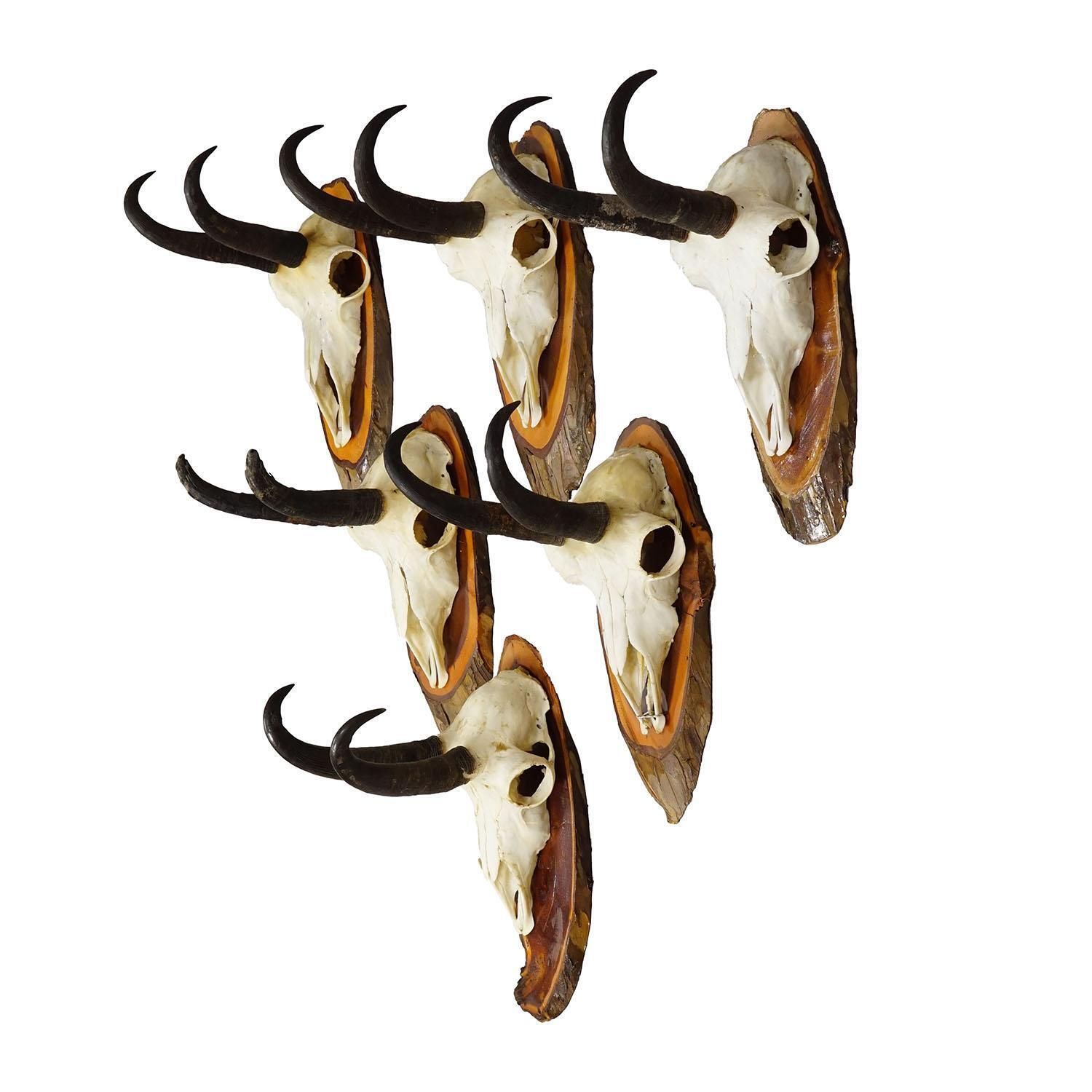 Vintage Set Of Six Chamois Trophies On Wooden Plaques, Germany Ca. 1970s photo furniture
