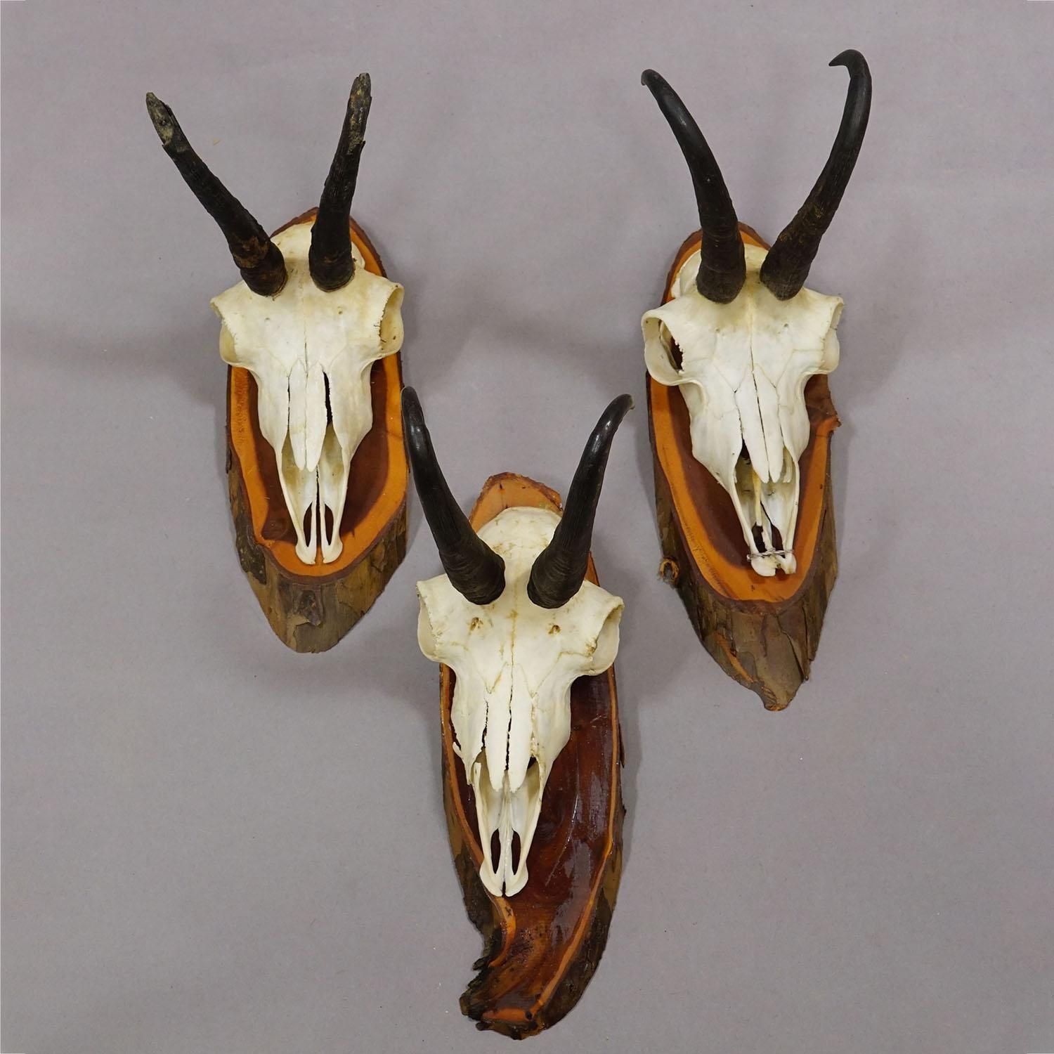 Vintage Set Of Six Chamois Trophies On Wooden Plaques, Germany Ca. 1970s photo Home Decor